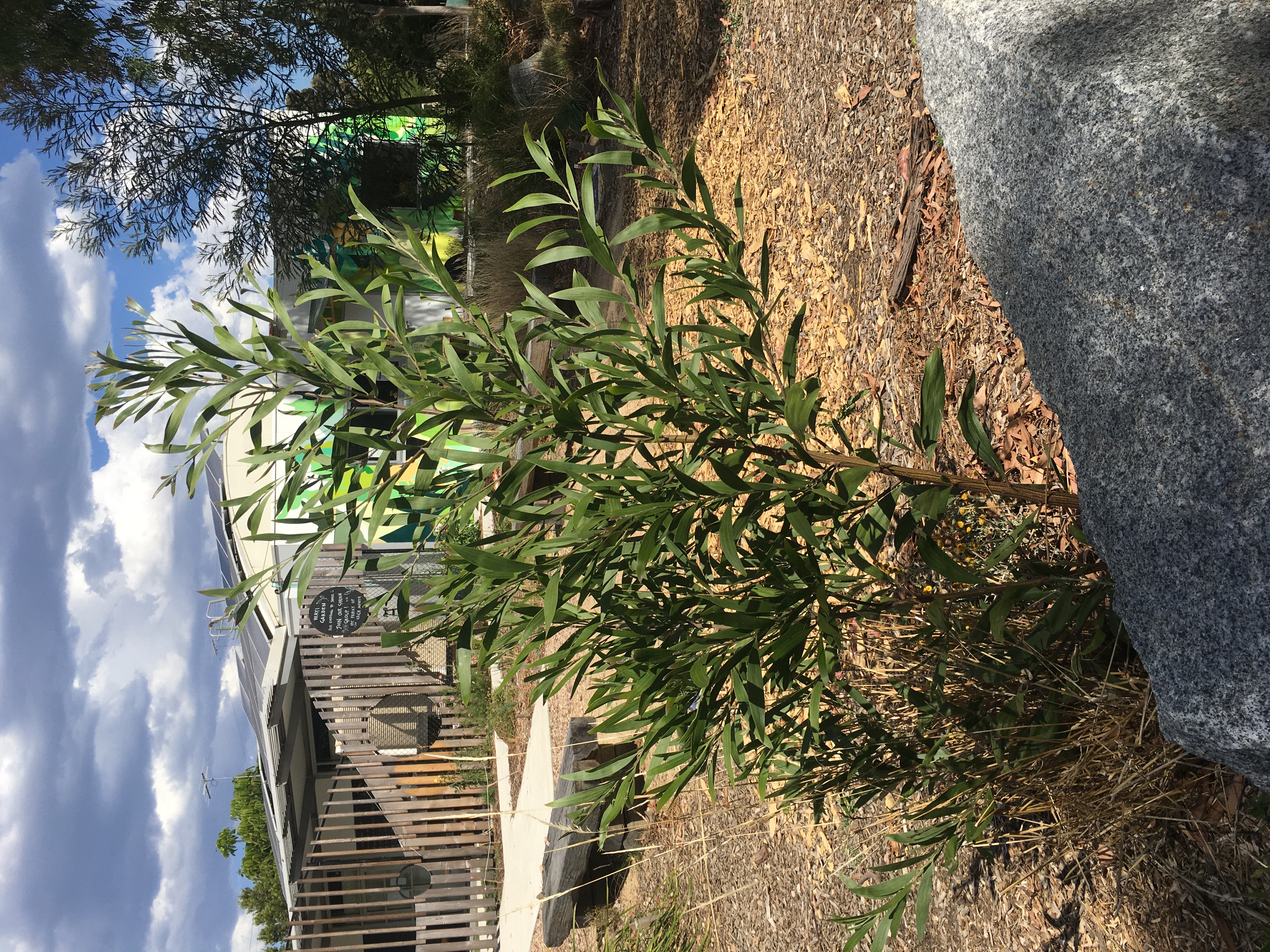 Blackwood (acacia melanoxylon)