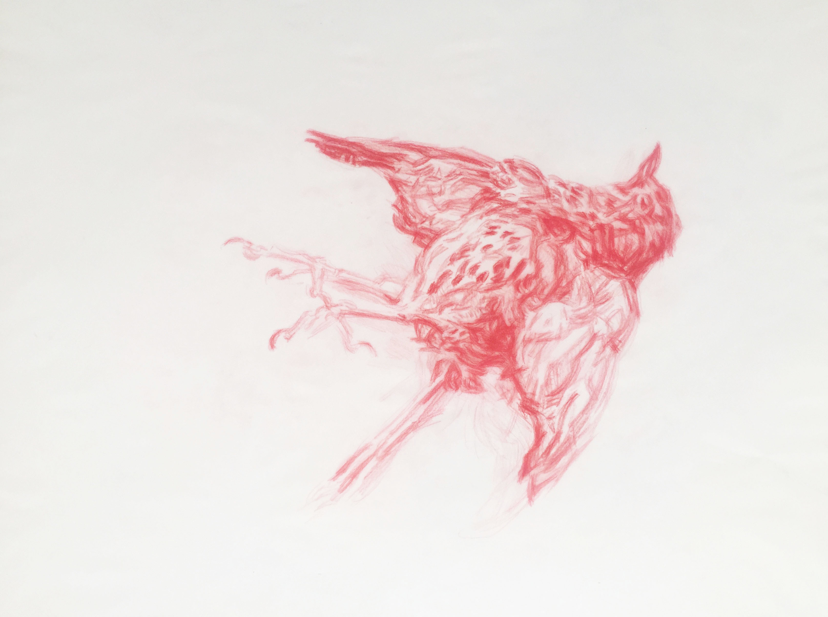 Grive silencieuse - crayon  sur calque - 70 x 50 cm - 2019