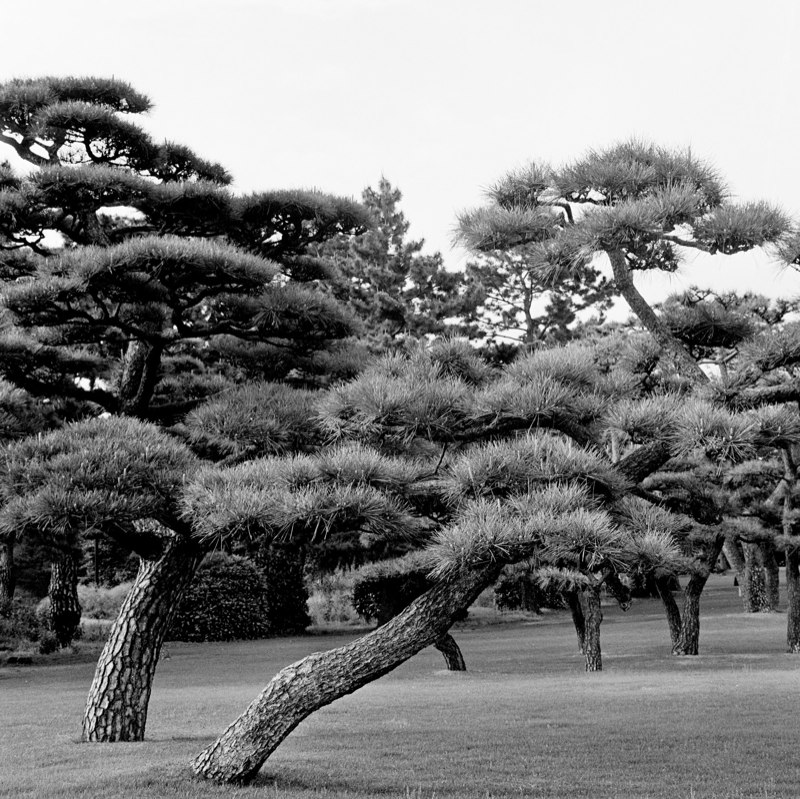 JAPANESE TREES
