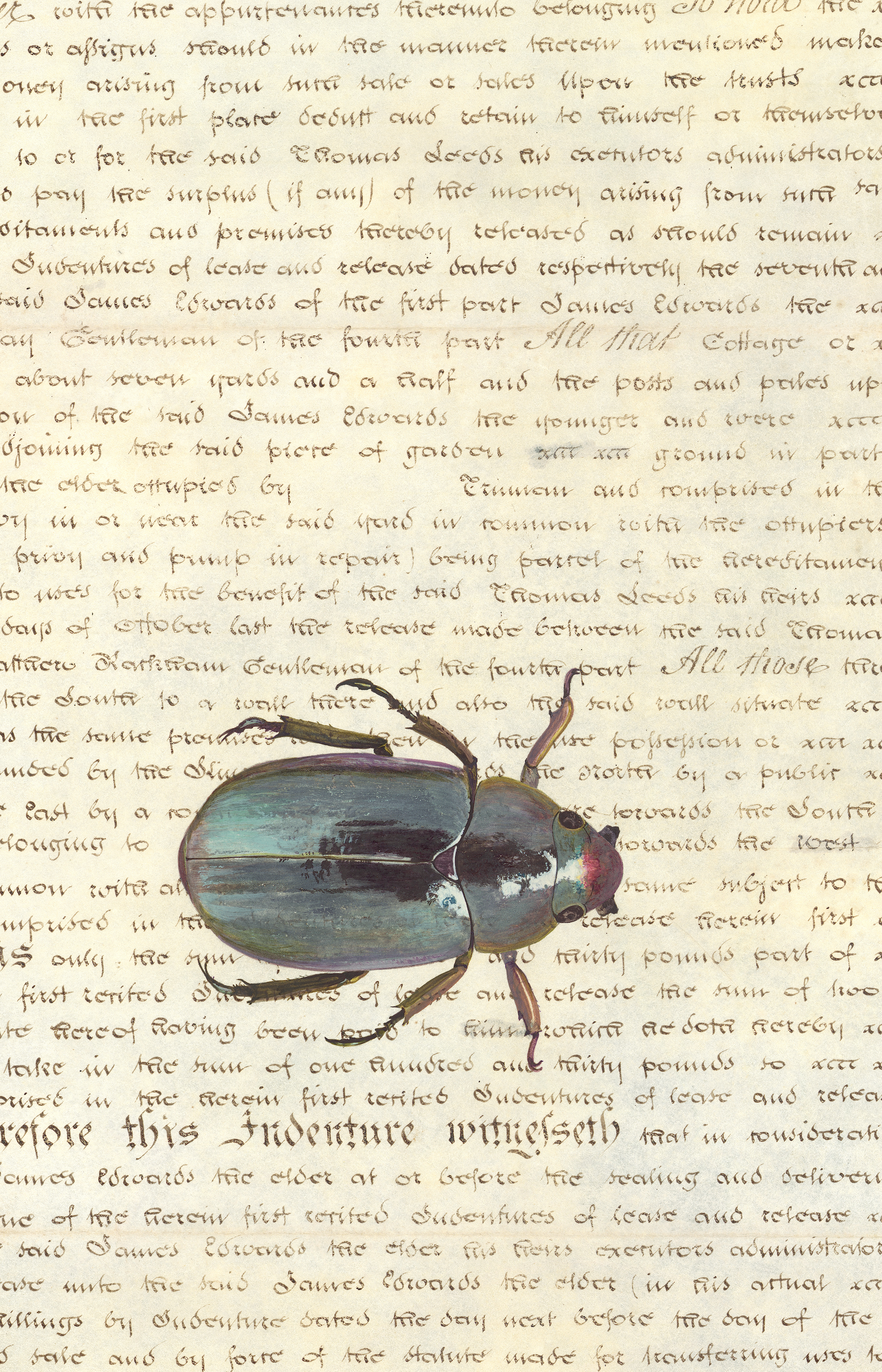 Palimpsest blue beetle