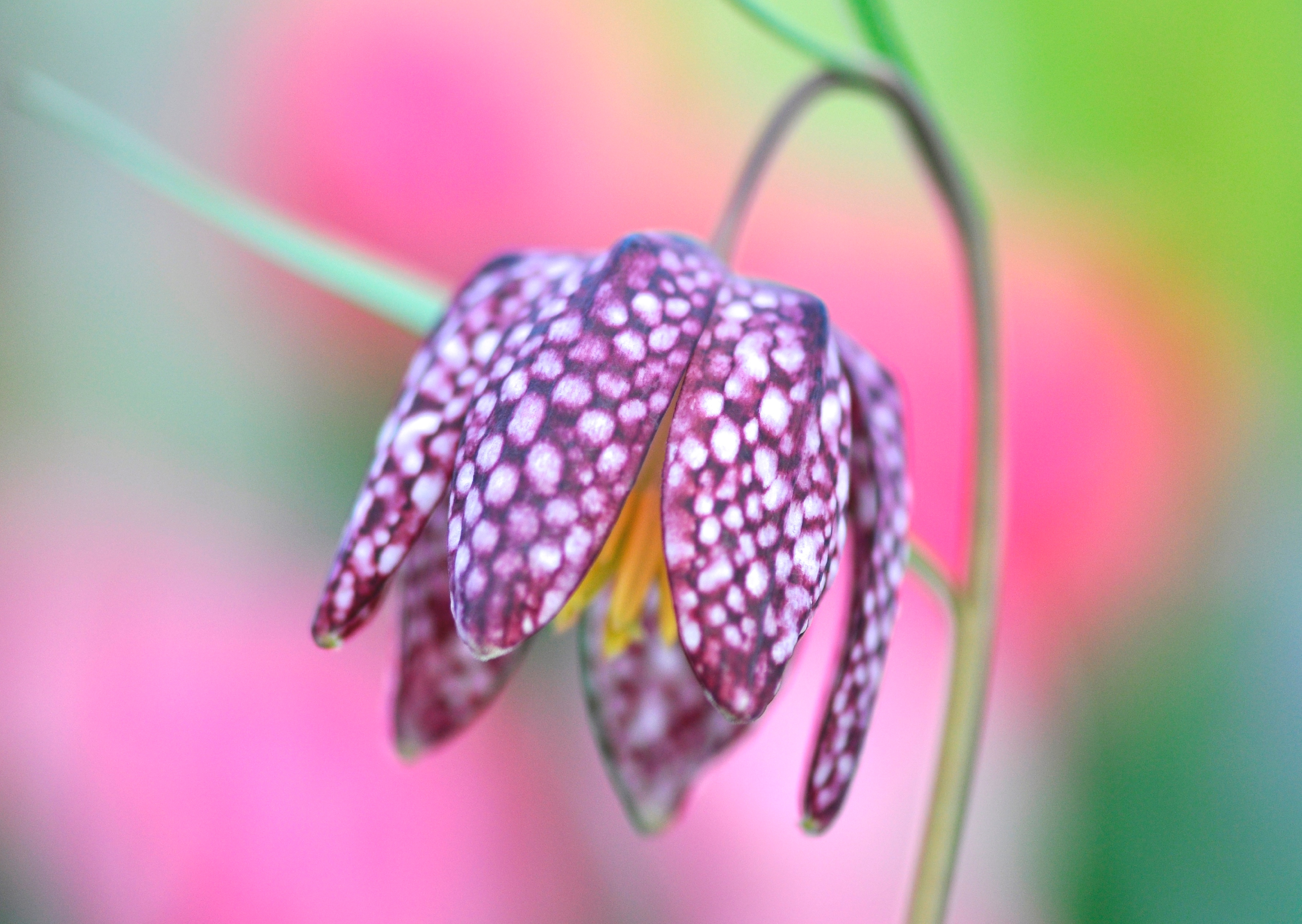 Nr. 304 Fritillaria meleagris / Schachbrettblume