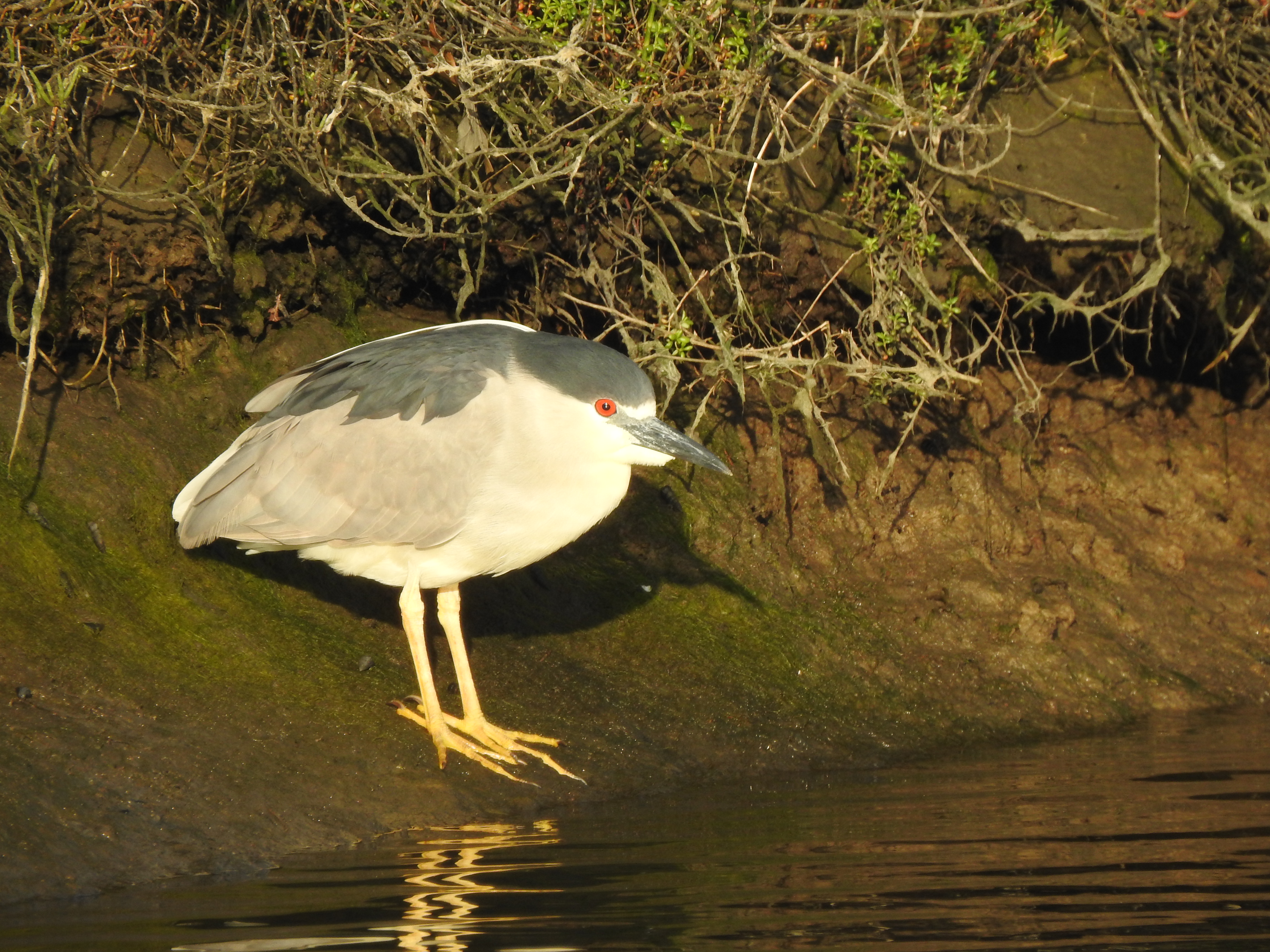Black-crowned Night Heron 黑冠夜鹭