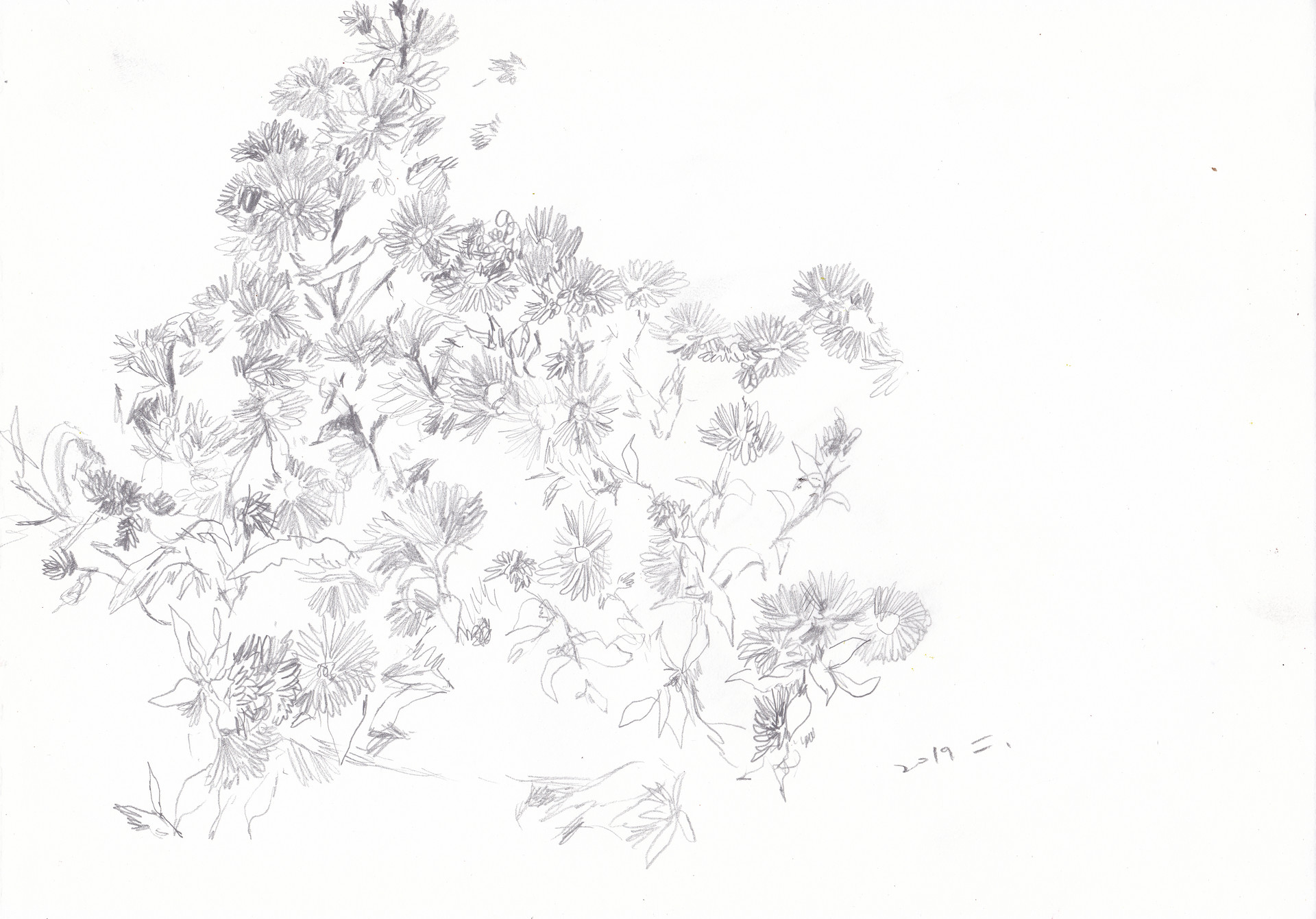 그리다 만 꽃들, 2019, pencil on paper, 21*29.7(cm)