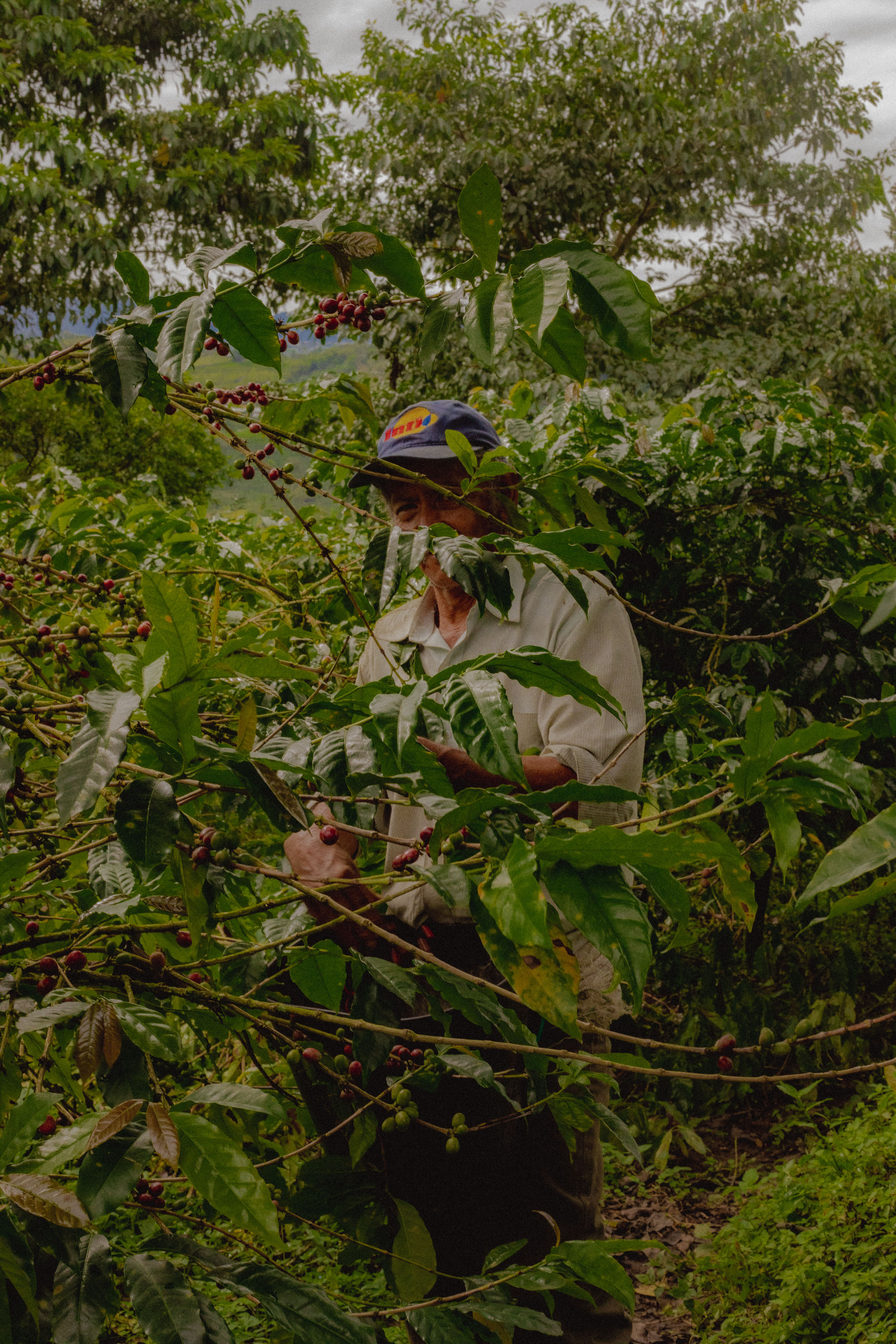 BUENAVISTA. DOCUMENTAL 
