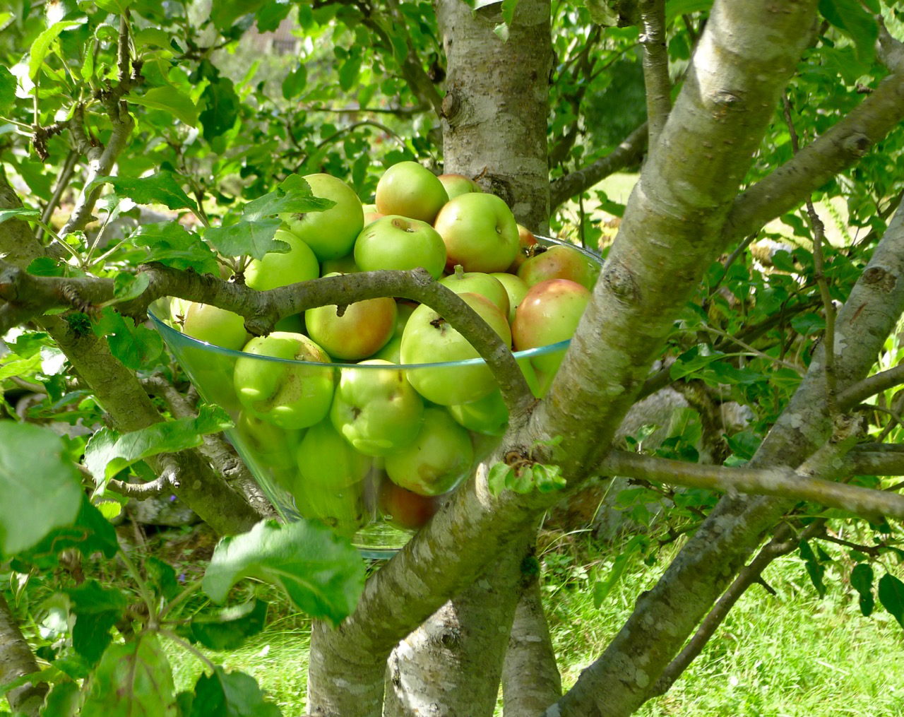 Mladý ovocný strom produkujúci drobné ovocie