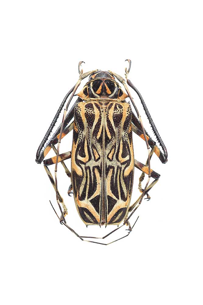 original image by Anderson Nielsen