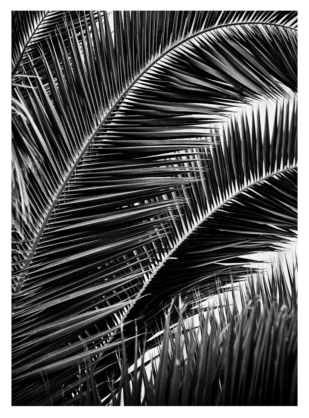 Sense t&iacute;tol, 2019