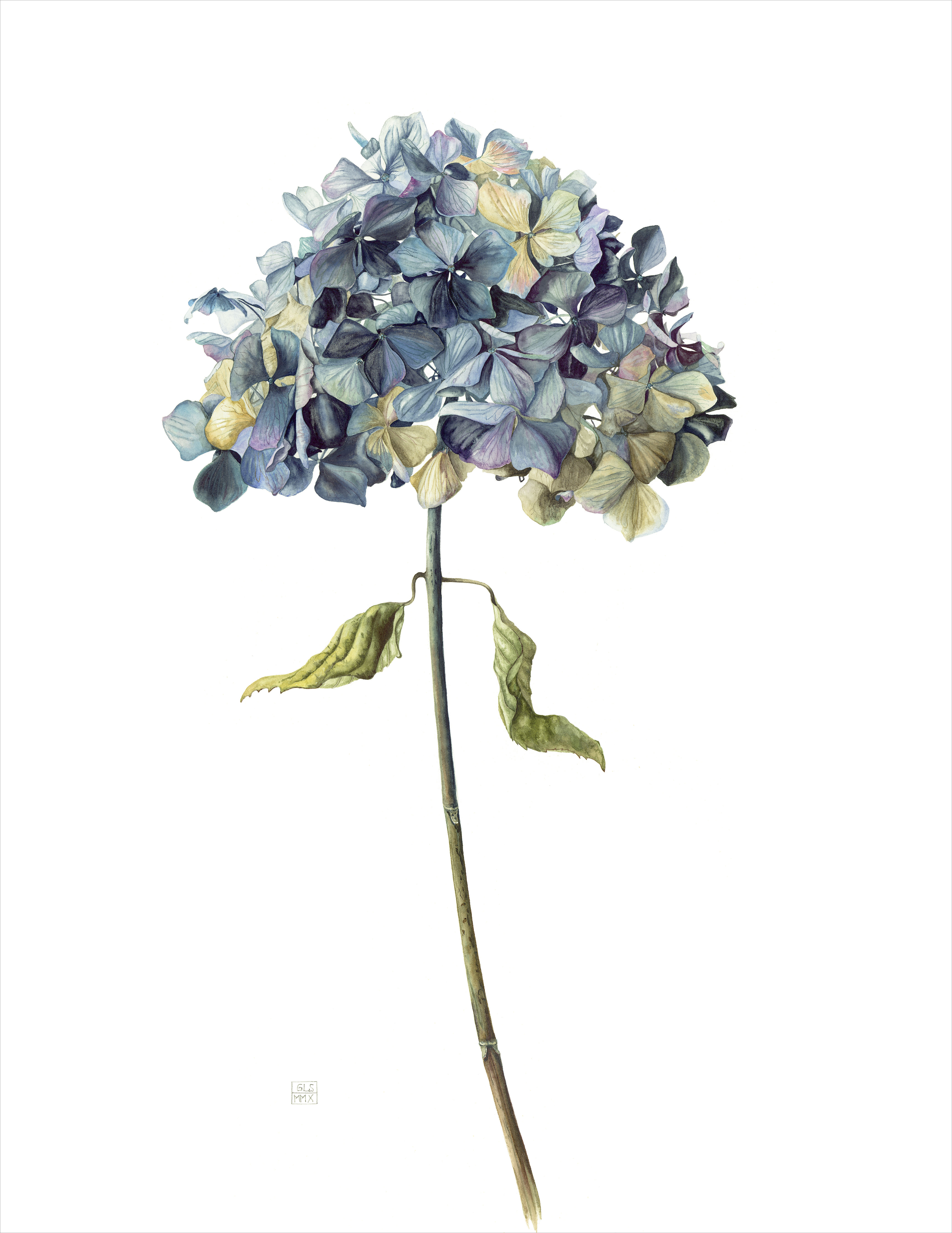 Hydrangea macrophylla Enziandom