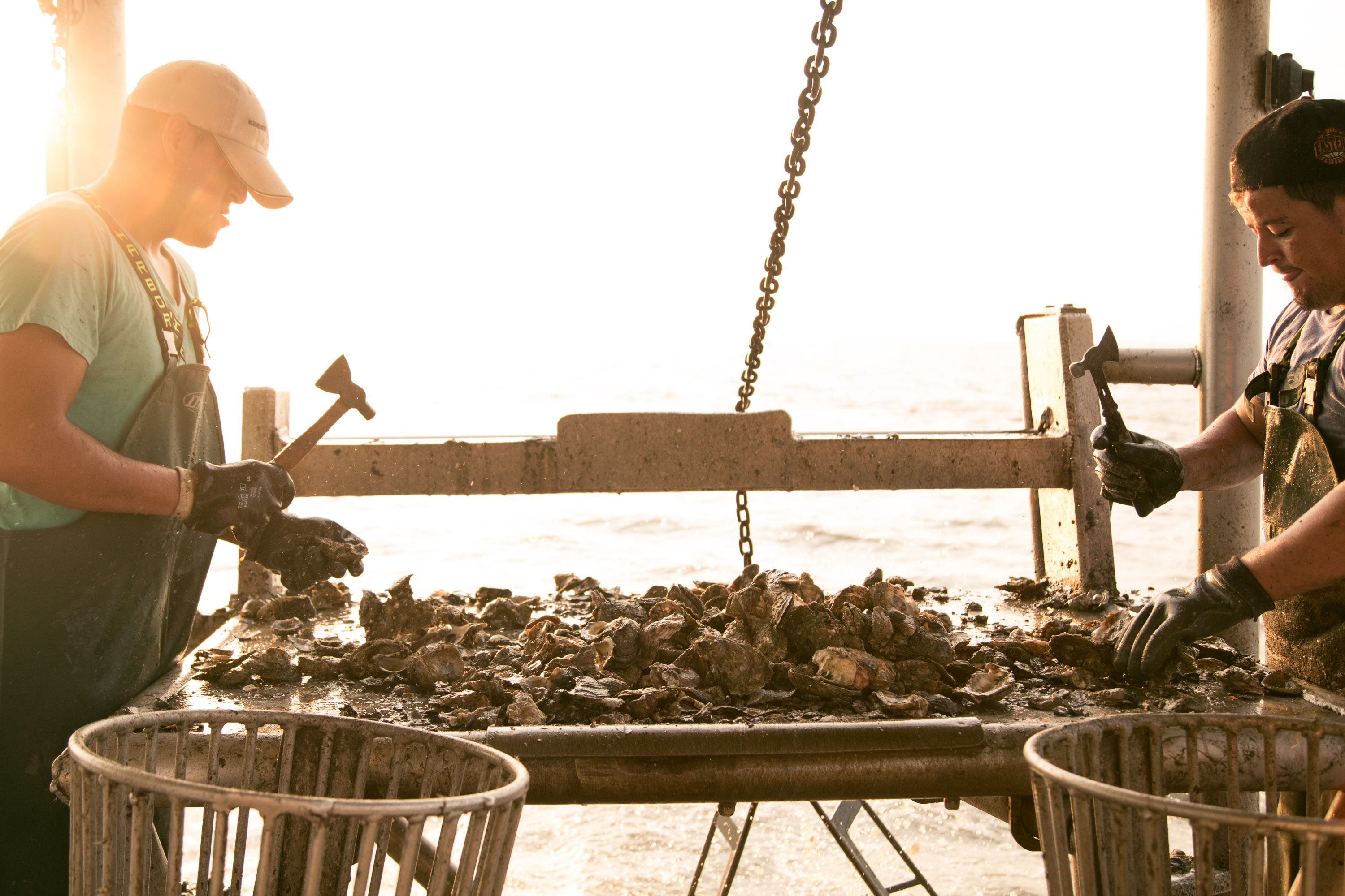 Two crew members on Nathan Jurisich's boat clean up the fresh oysters just pulled in and throw them into the large metal baskets in Barataria Bay off the Gulf Coast of Louisiana.