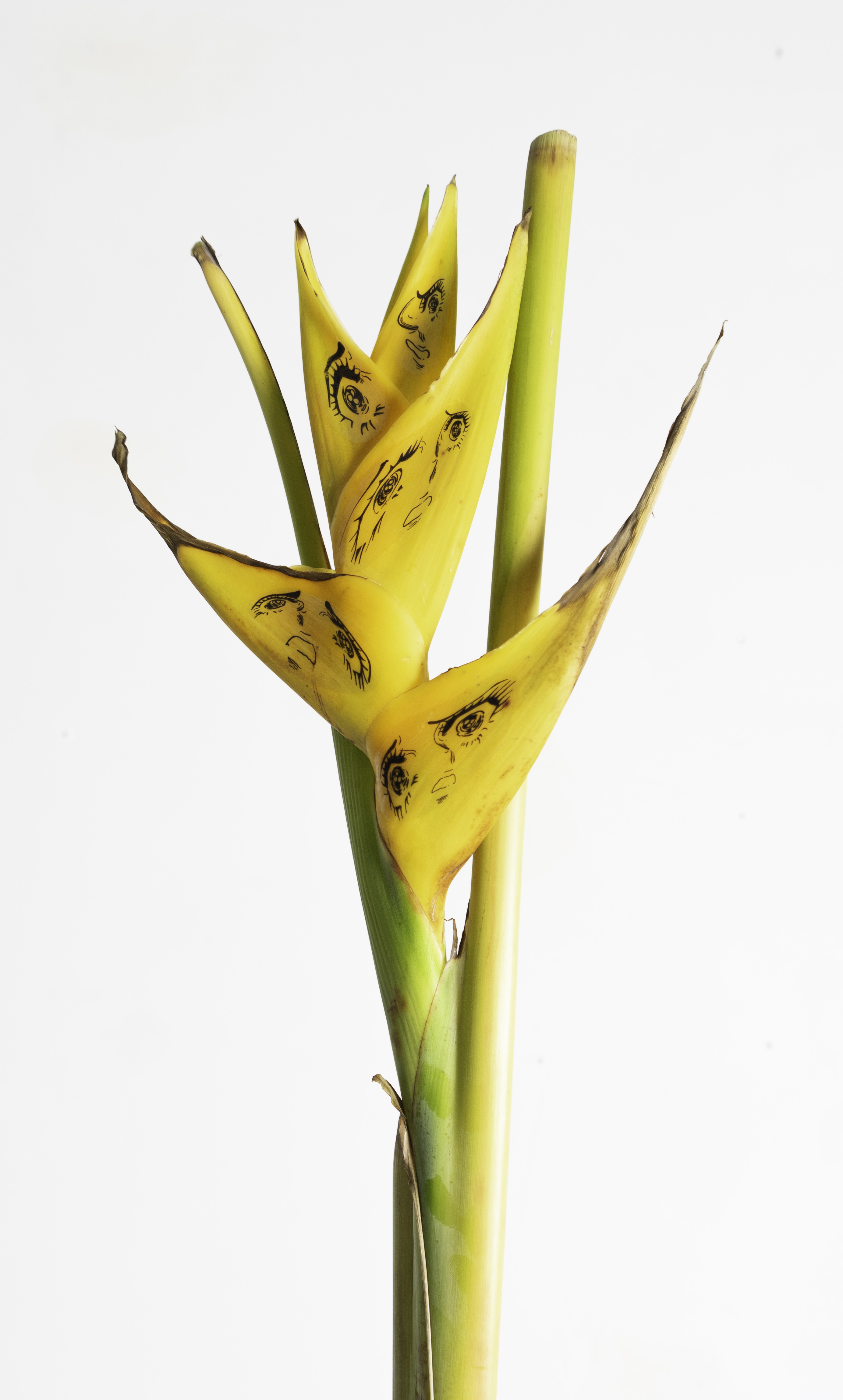 Mariya’s panic attack, tattooed heliconia, 2024.