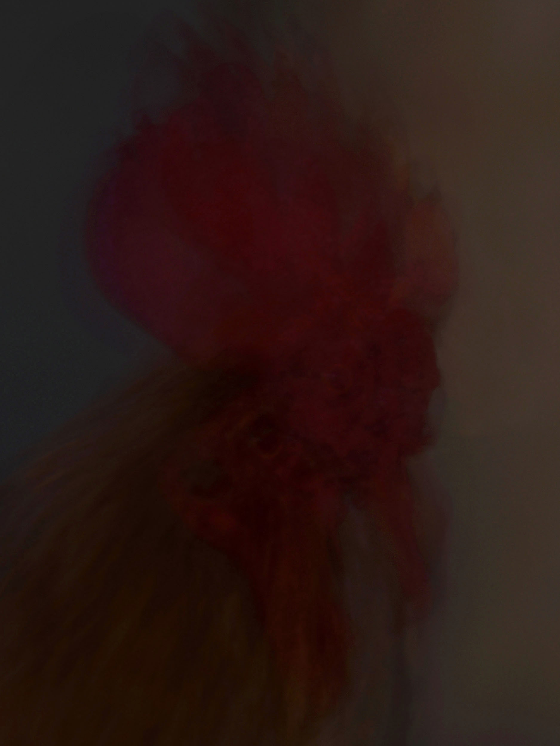 Rooster, Brescia, Italy, 2022 (60x80cm) Ed. 5