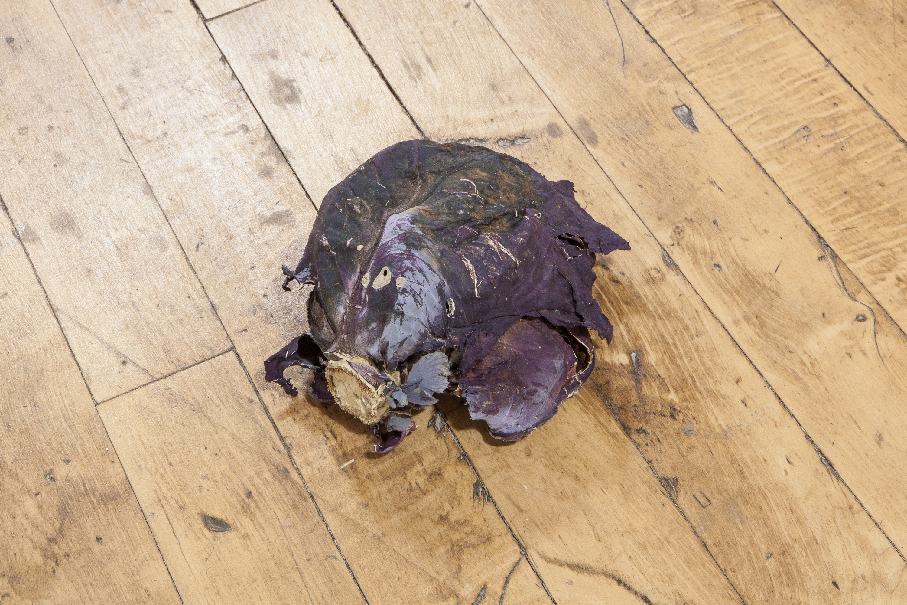 1/2 — PURPLE CABBAGE, THROWN.  Iteration of work installed for the exhibition Employee of the Month at South of the Tracks in Chicago, IL in October 2017. Second-iteration presented in 2020 for the exhibition Distant Future, curated by Jova Lynn at Vermont Studio Center. One purple-leaved Brassica oleracea Capitata (Purple Cabbage), approximately six lbs., thrown from above the artist's or proxy's head onto the gallery floor. Dimensions variable, average approximately 42' trajectory to landing-place; edition of eight with one AP, 2017.