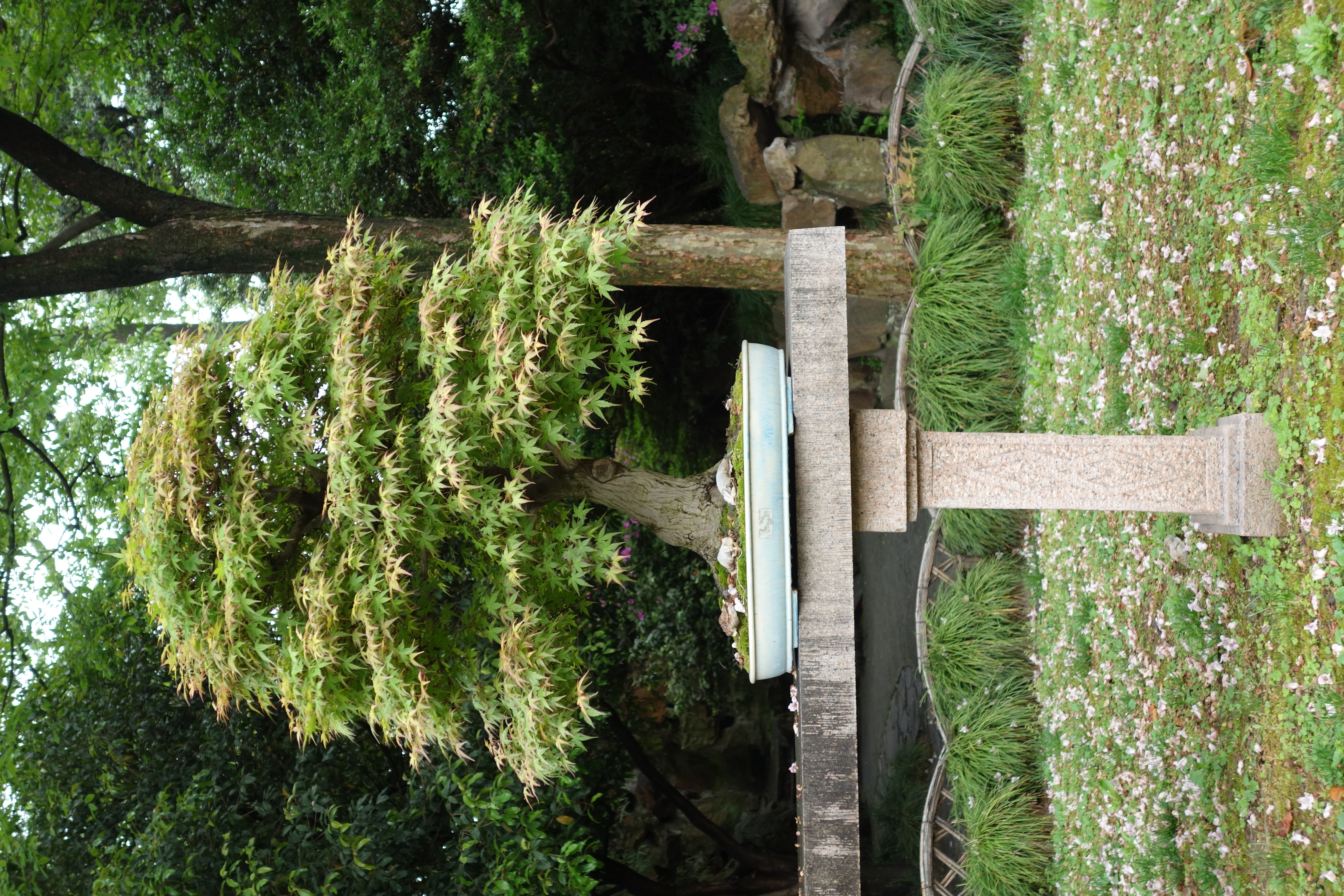Ahorn im Garten des bescheidenen Beamten, (The Humble Administrator's Garden), Suzhou, 2019