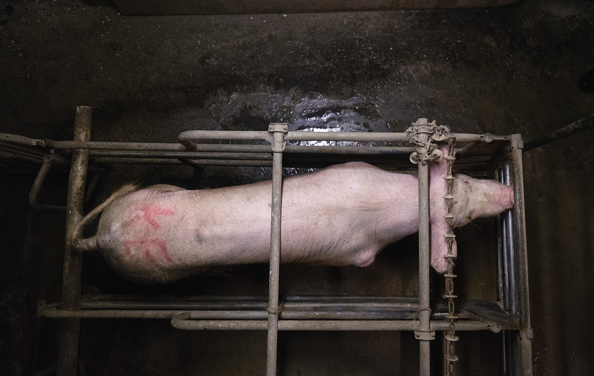 Animalia & Oikeutta eläimille