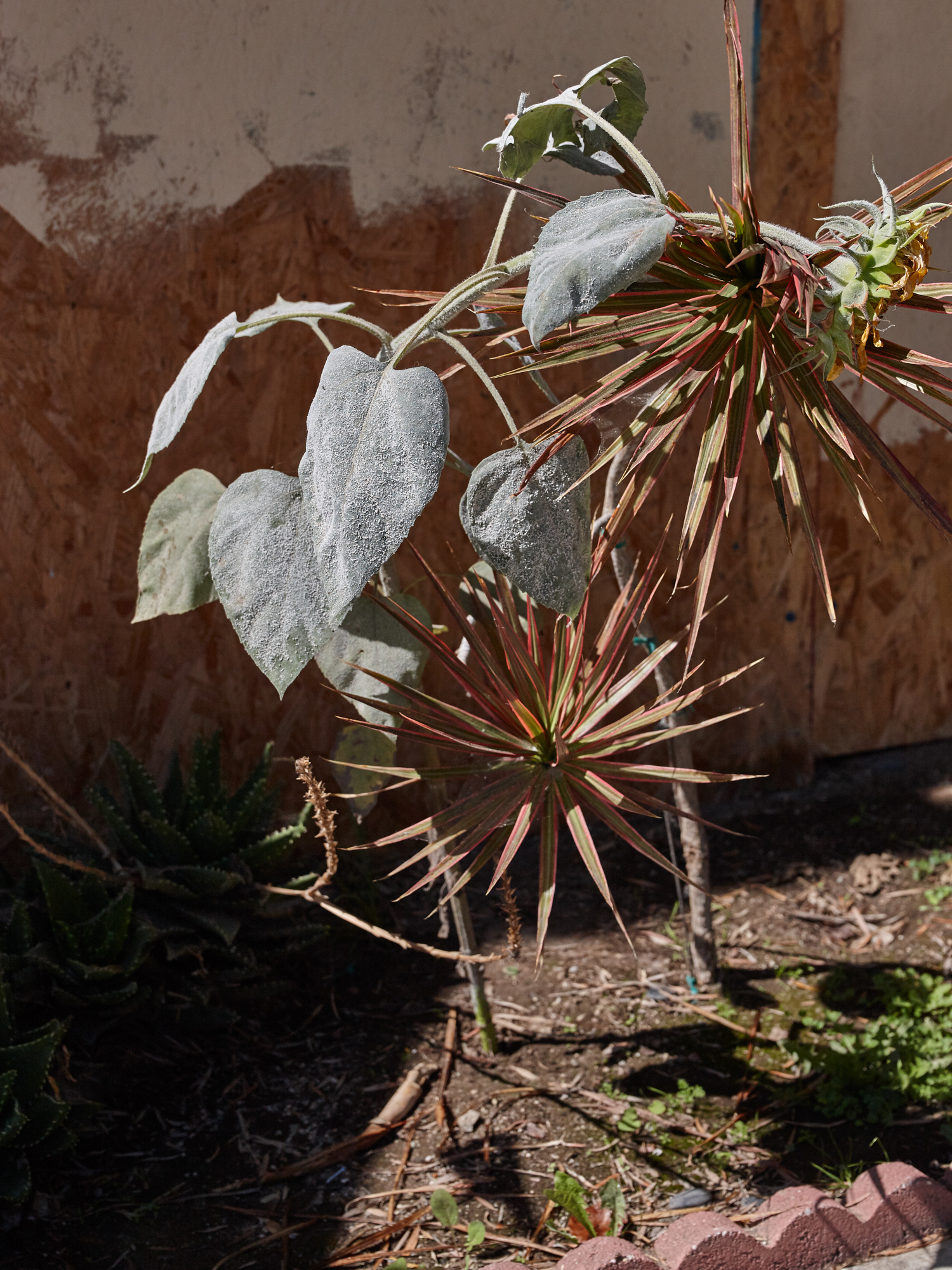 Stuccoed Sunflower (Telotype 203), Broadway, Santa Monica, September 2021.