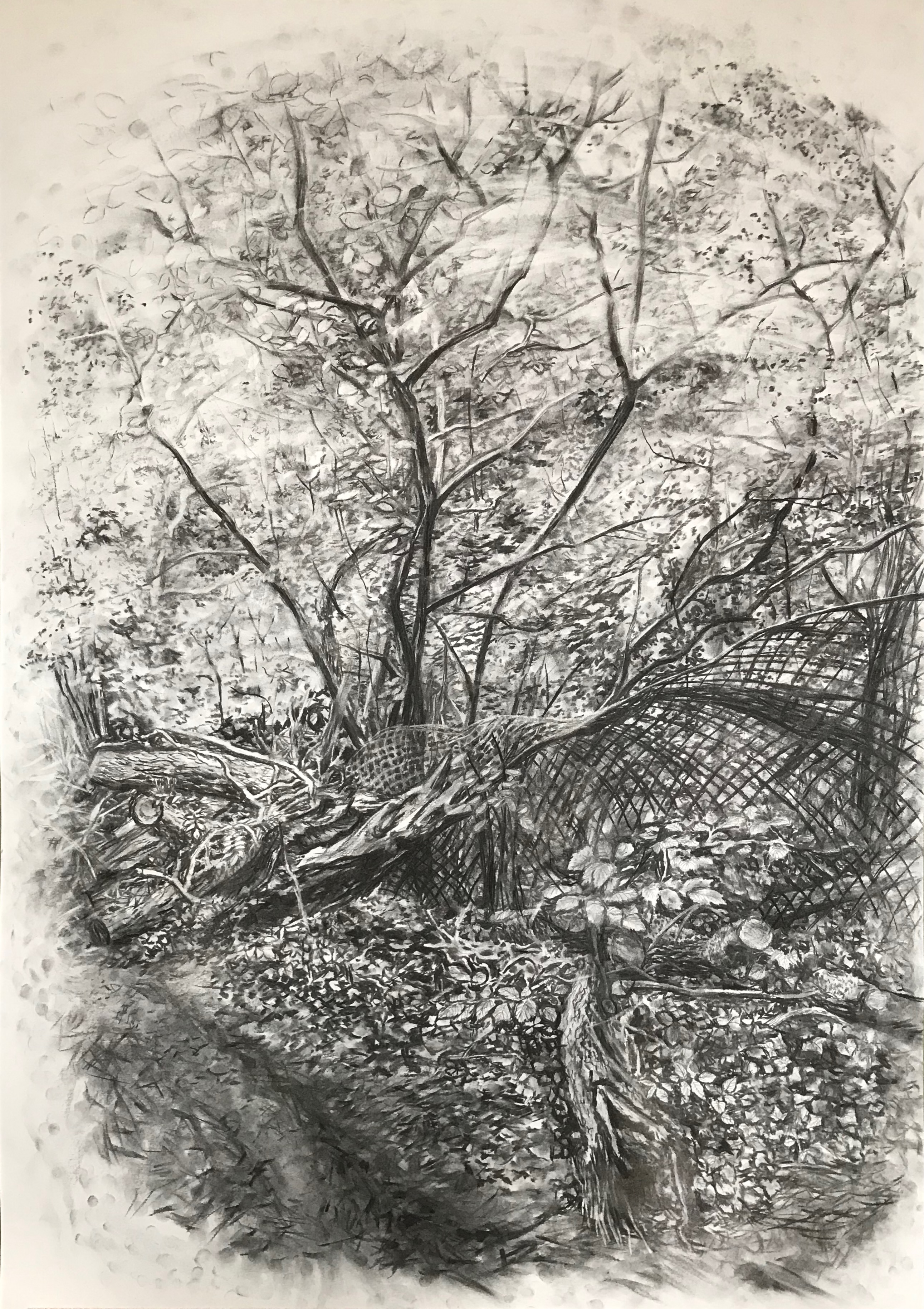 Spring After the Winter Storms by Zoë Roberts