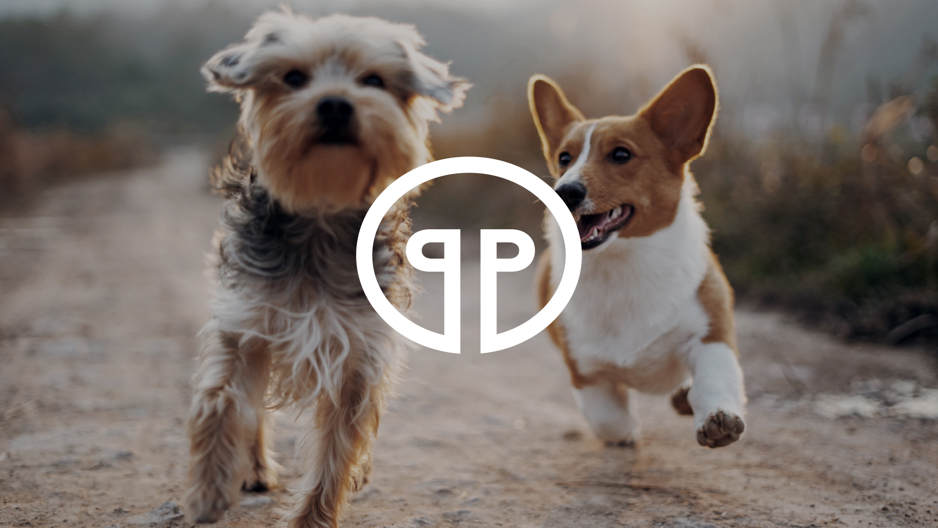 Brand Identity & Packaging & Web