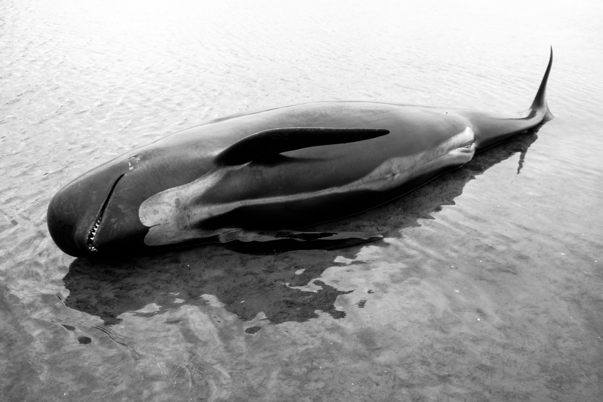 Whales outside Water