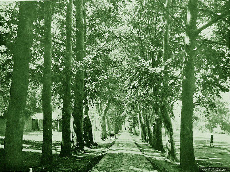 Figure 2 - Beykoz Çayırı [Beykoz Meadow], the road with the trees