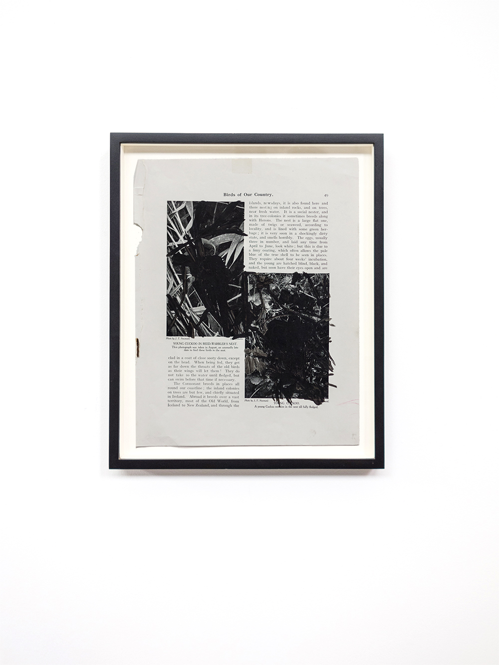 Untitled, 2012, goash on print, 29x22 cm