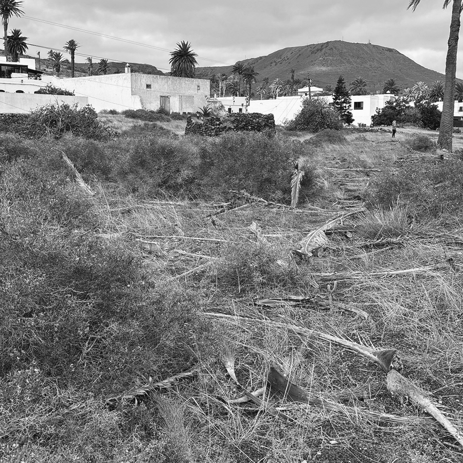 Coming soon Paisajismo en Haría