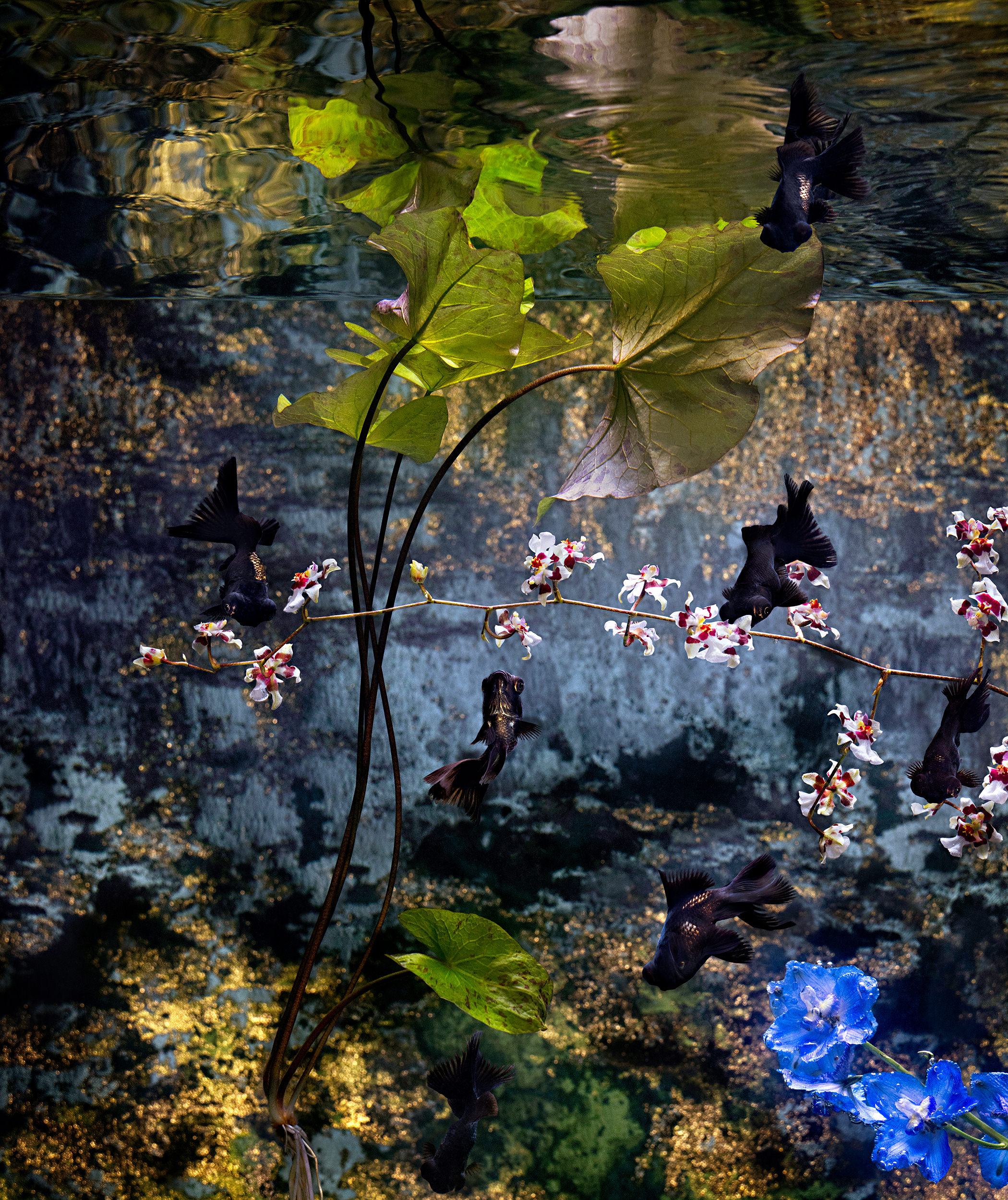 Sunken Water Gardens, สวนวารีจม, 2025