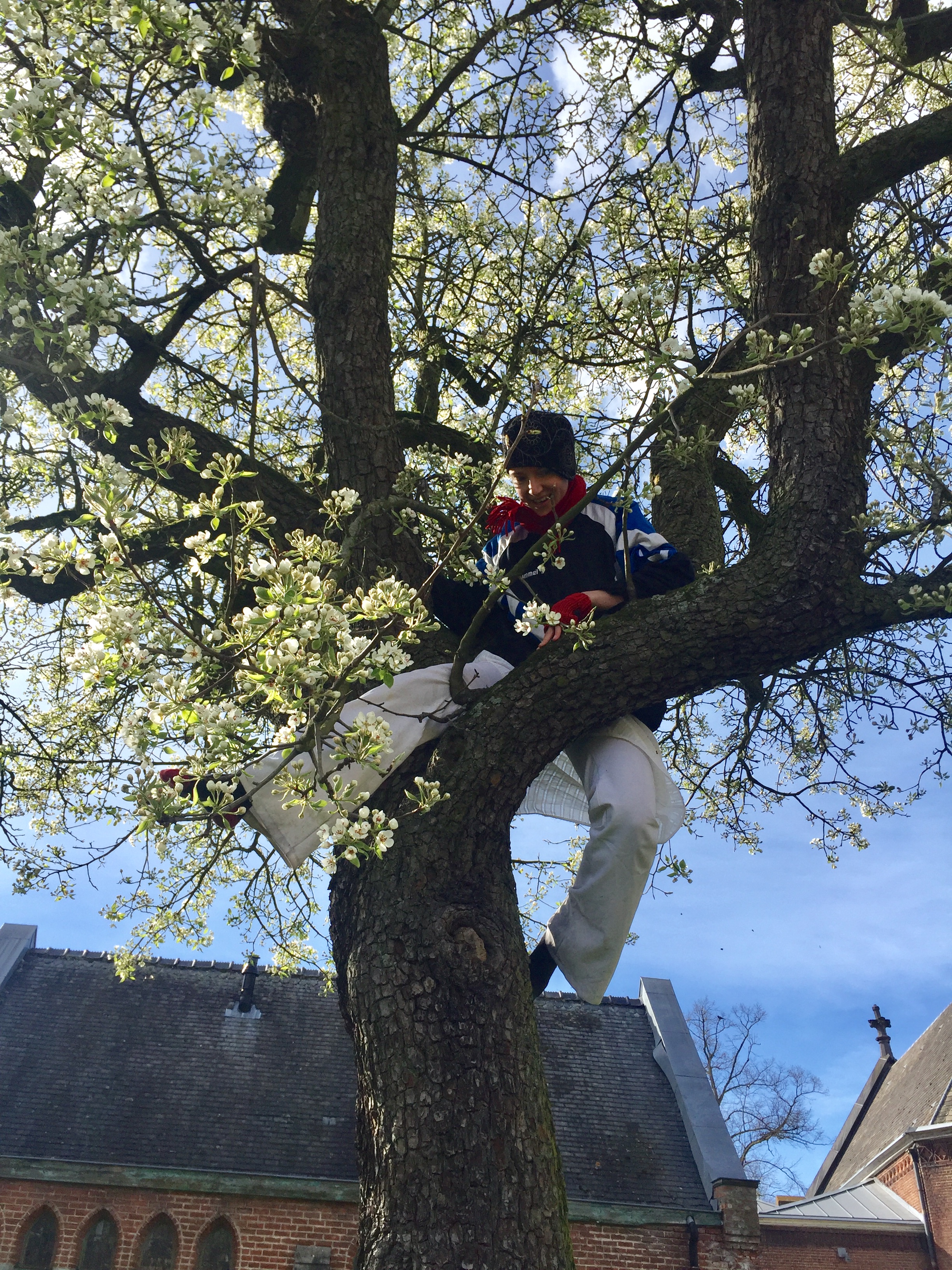beeld uit performance "in de bomen (werktitel)" over bomenklimmen, afstand overbruggen, vertalen en plezier. -lente 2024