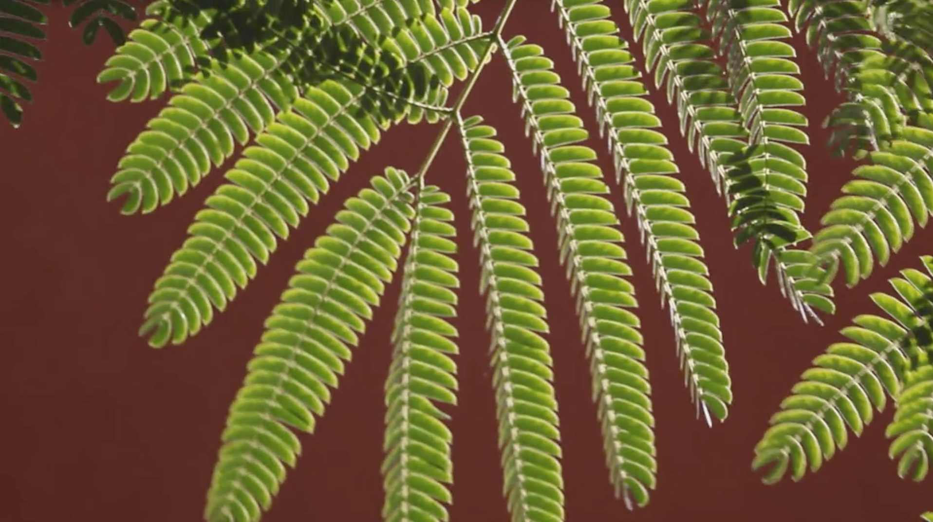 Dan Pearson Ambient Videos | documentary