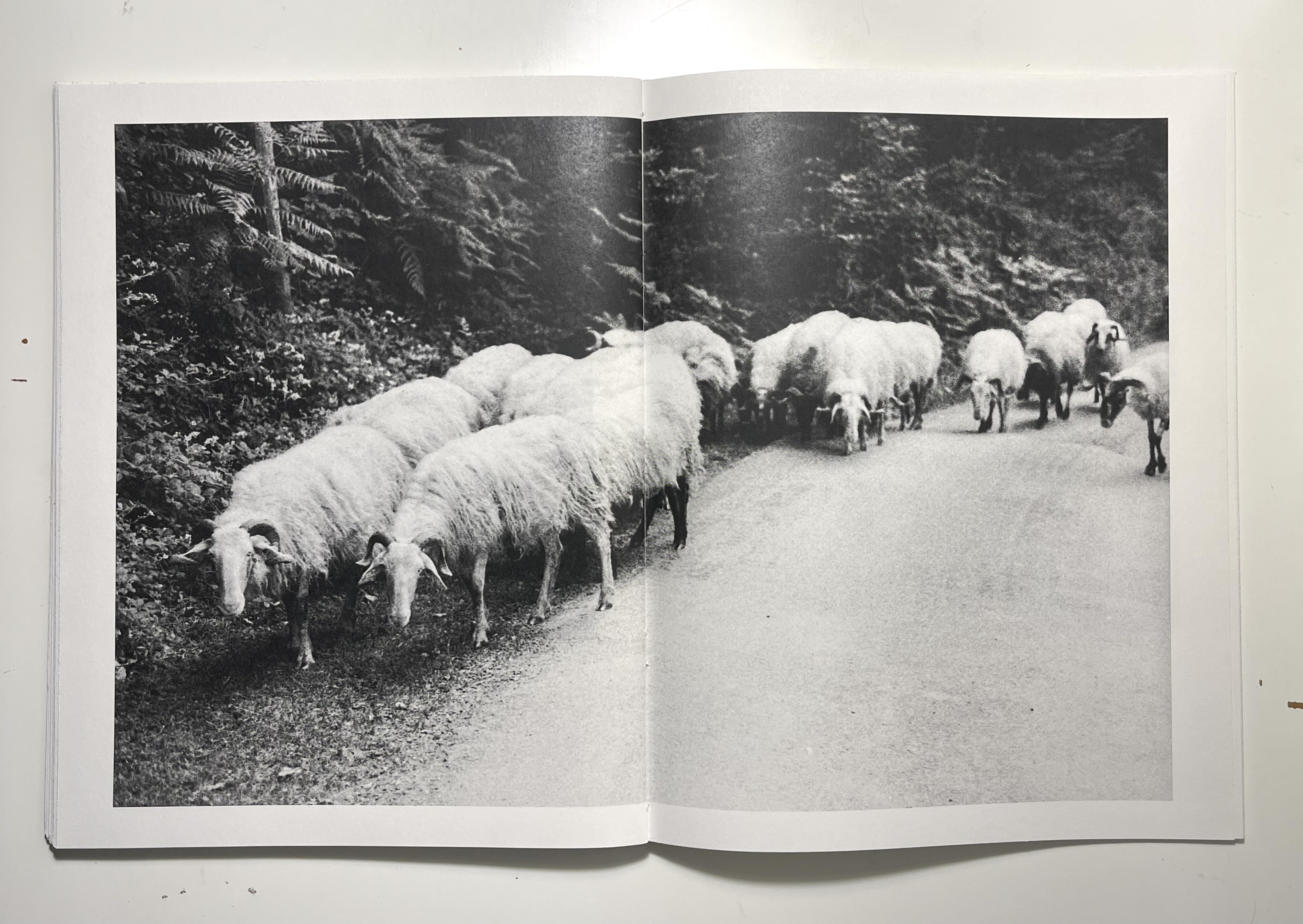 sheep crossing the centerfold
