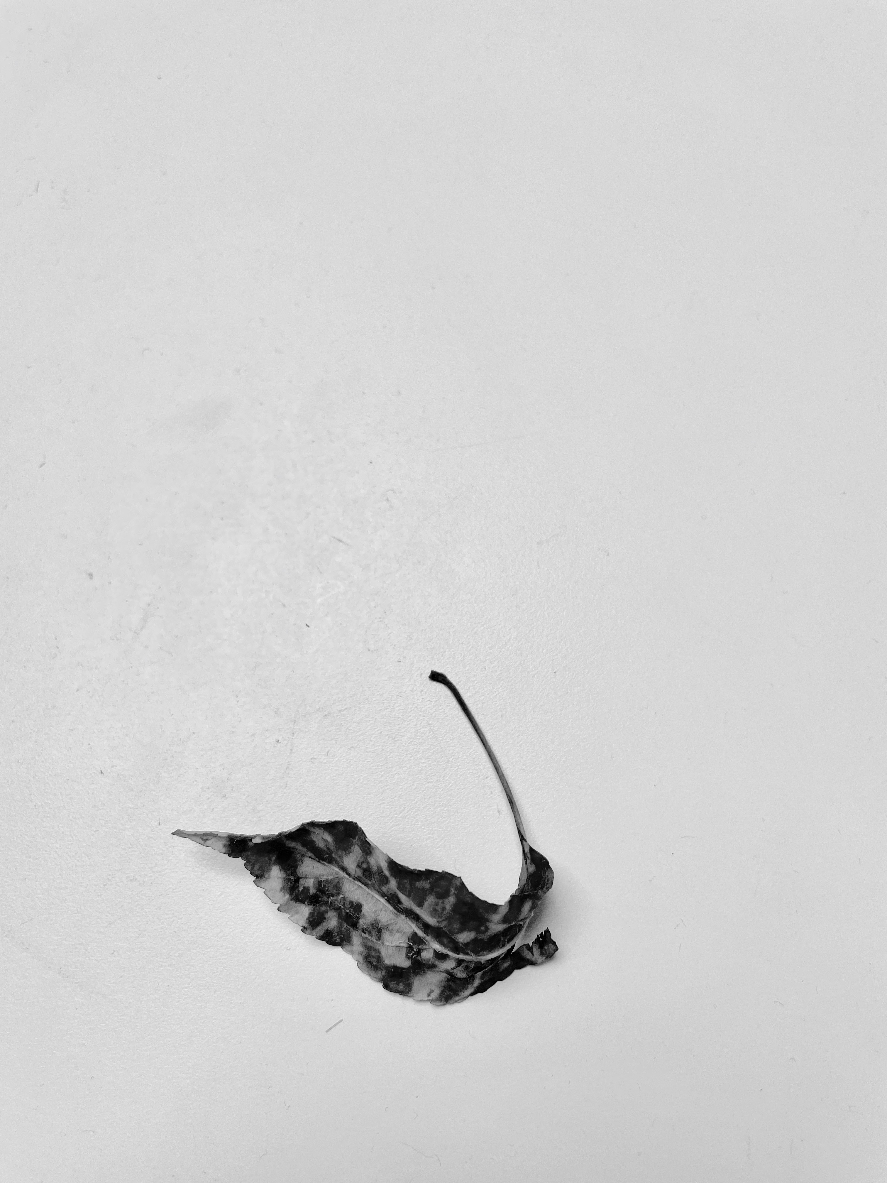 leaf