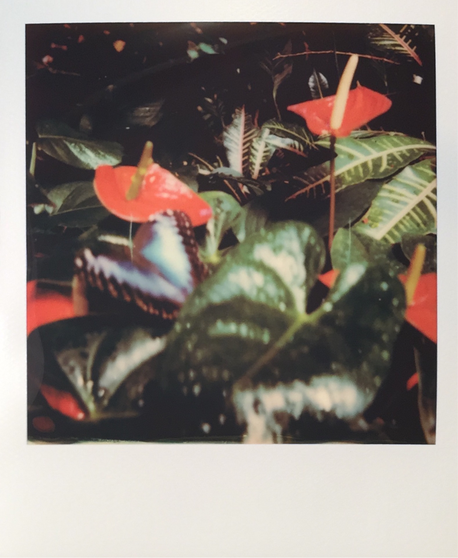 The Franklin Park Conservatory