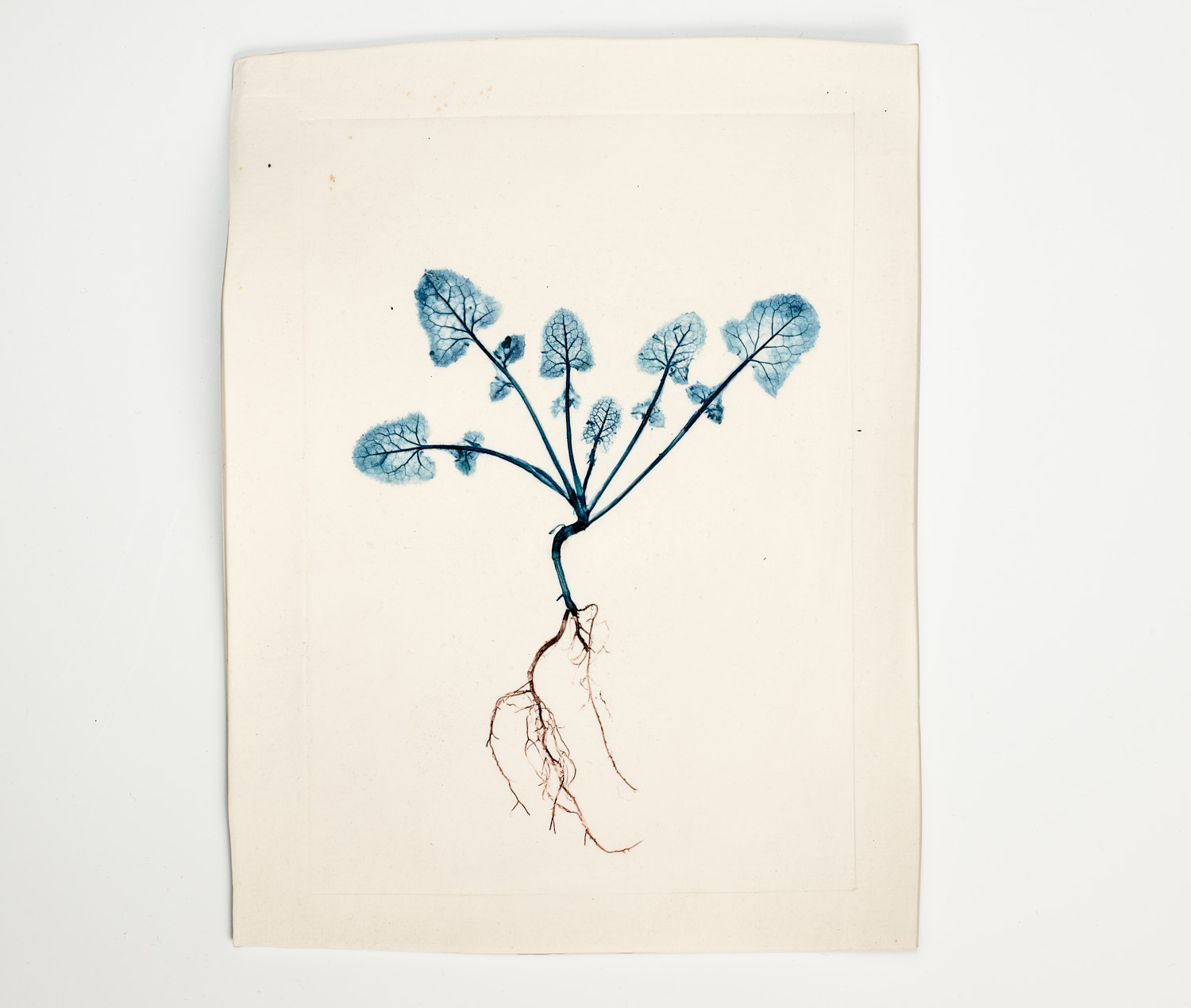 Garden weed (H: 26 W: 19cm)