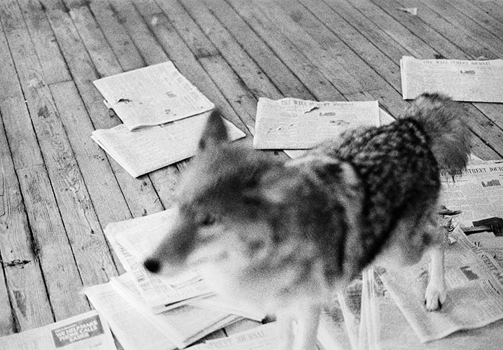 Joseph Beuys: Coyote / Photographs by Caroline Tisdall