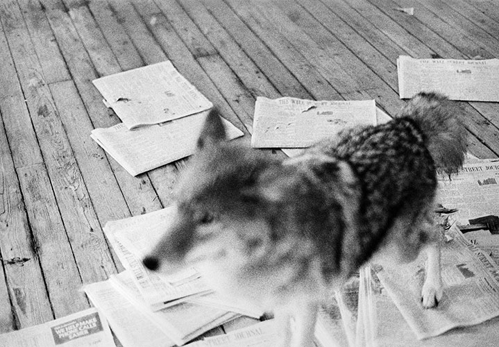 Joseph Beuys: Coyote / Photographs by Caroline Tisdall 