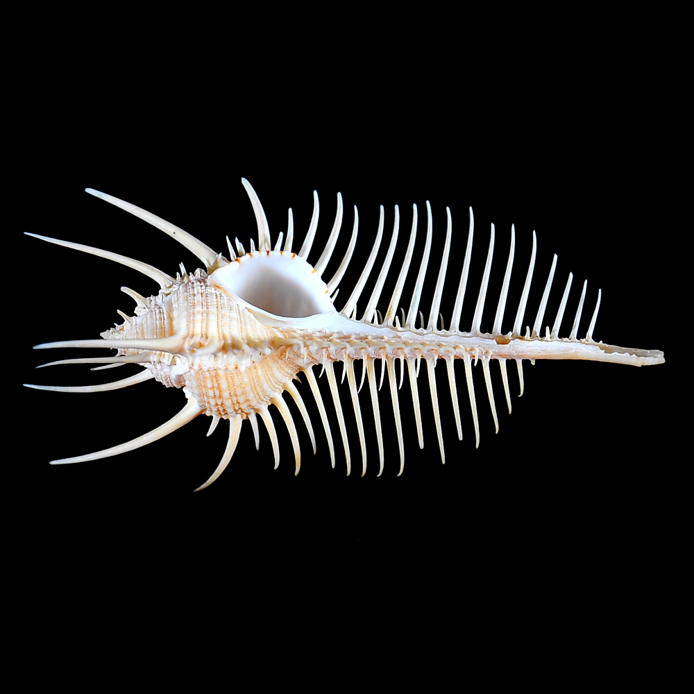 Murex pecten (Lightfoot, 1786)