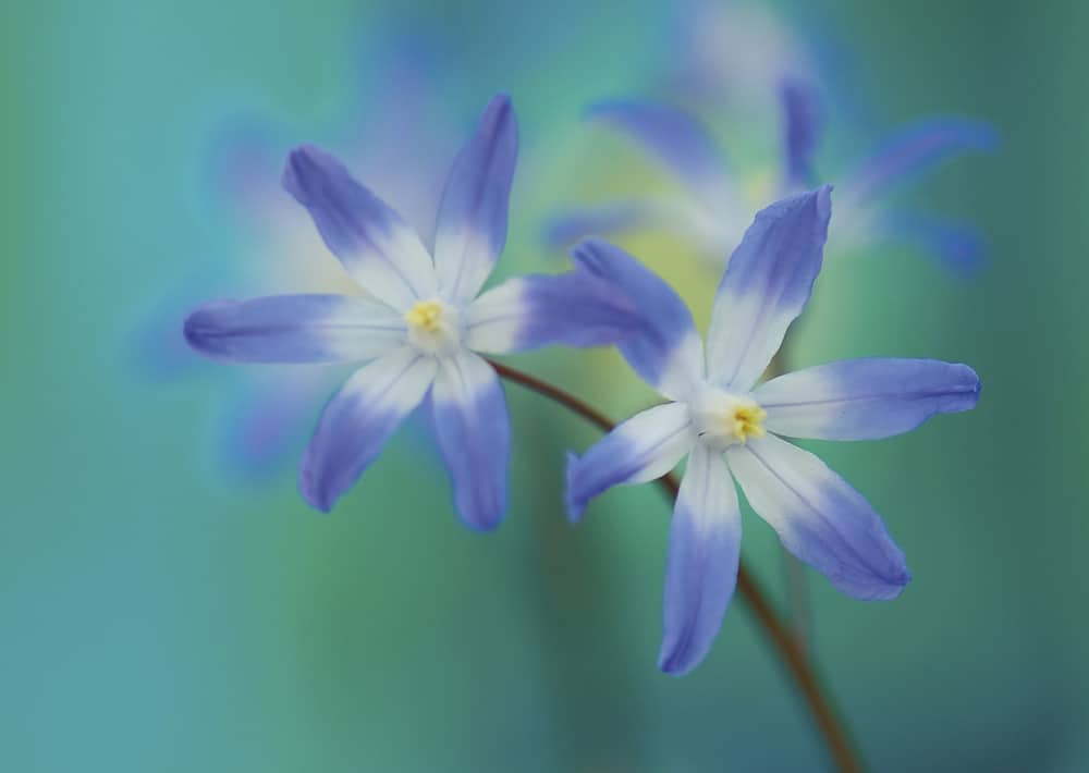 Nr. 168 Scilla / Blaustern