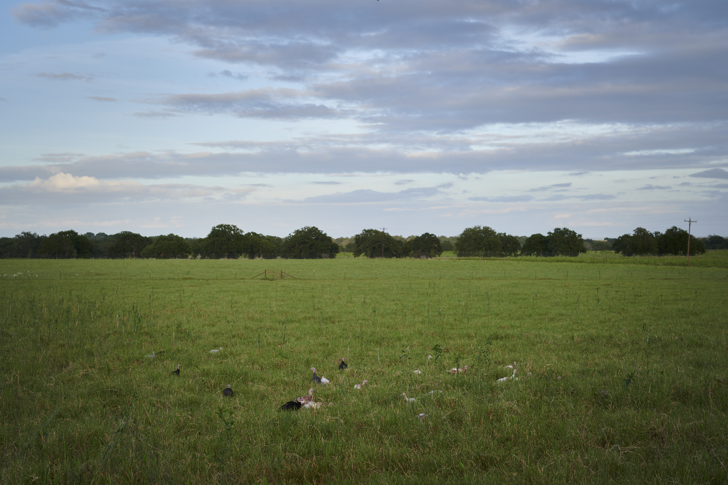 Field Notes | Entry No. 11 | 13 Sept, 2021. Subject: Open Field. After being released from their protective roosting hutch, young turkeys frolic in the fields for the first time—talking to one another, darting through the grass, playing hide-and-seek, and feasting on copious amounts of seeds, roots, forbs, grasses, and insects (with grasshoppers being a common favorite).