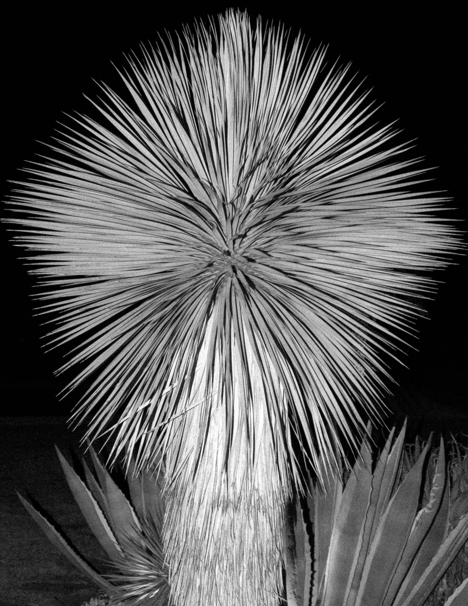 FV_Series_003_IMG_40_Palm_Tree