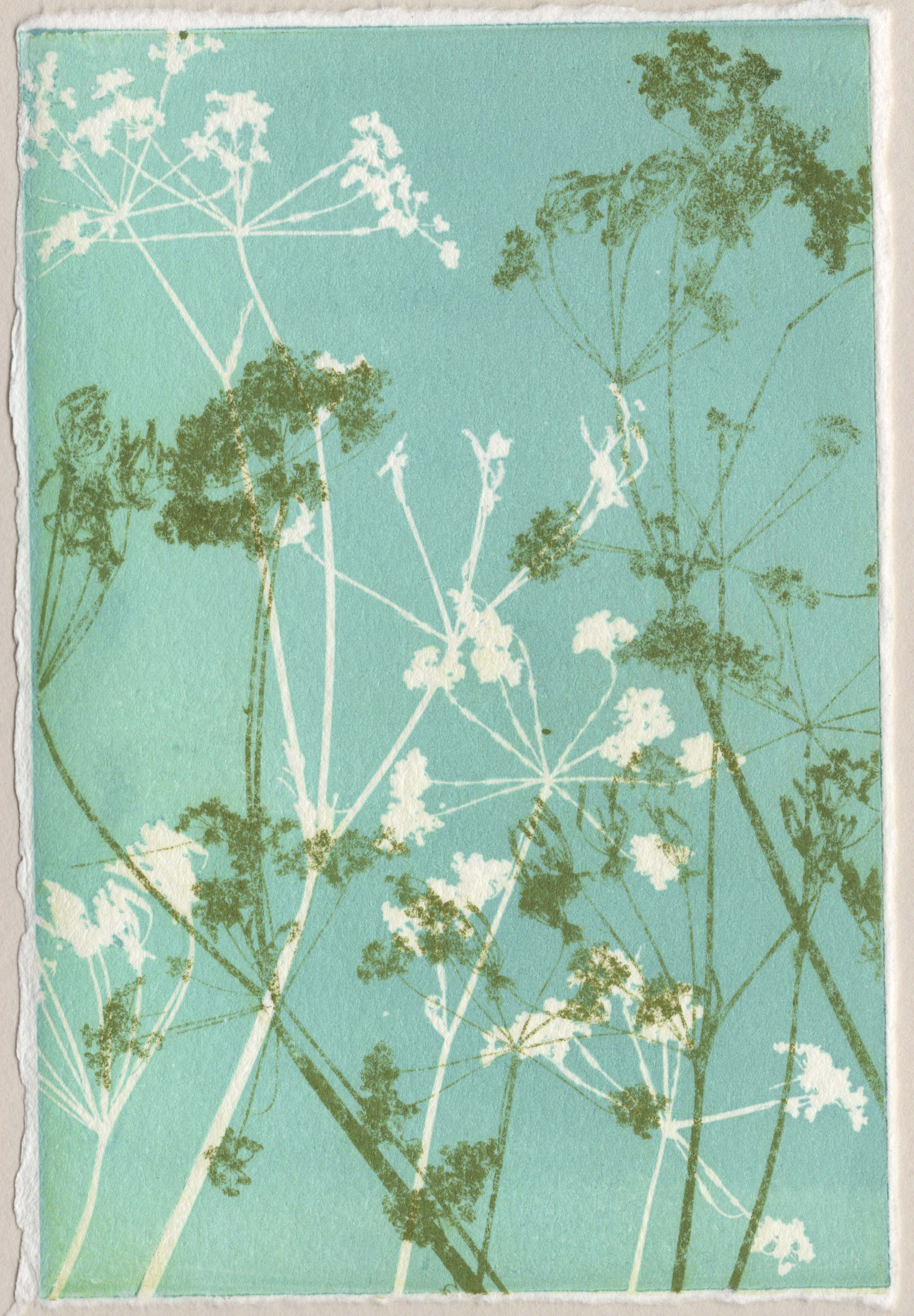 Cow parsley 4