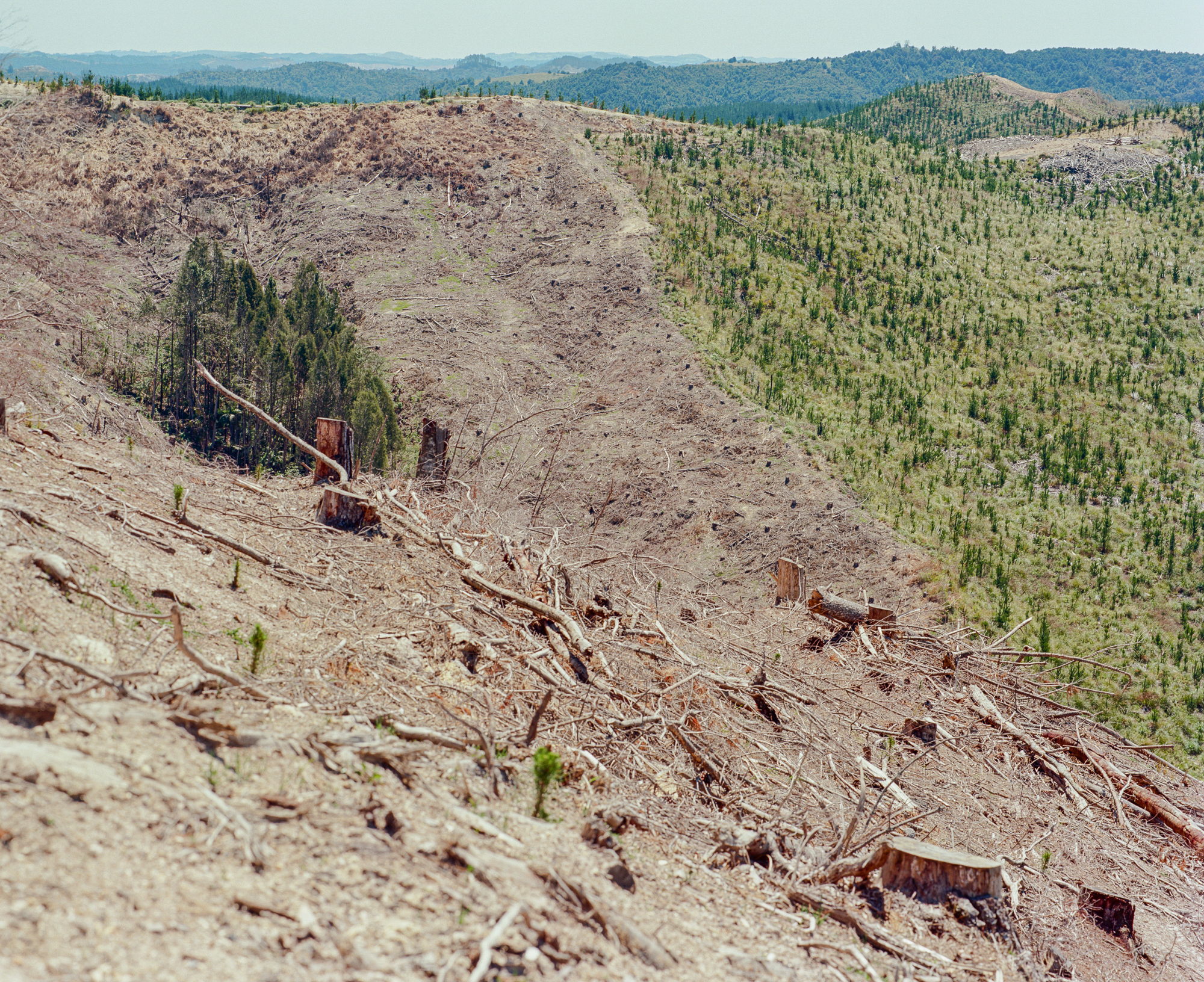 Kaumātua Kevin Prime's land, with multiple generations of clear-felling, non-native pine, and native forest growth, Mōtatau.Photograph by H. H.