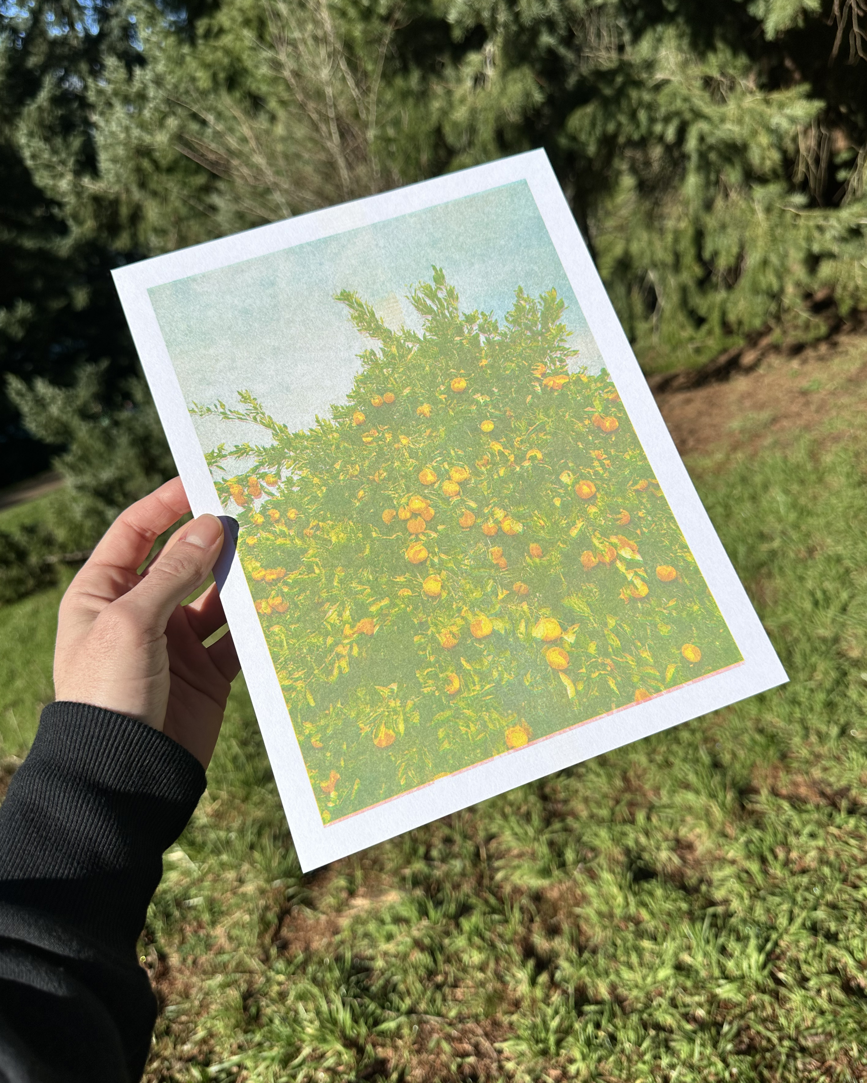 Orange tree riso print on letter paper. $8.99