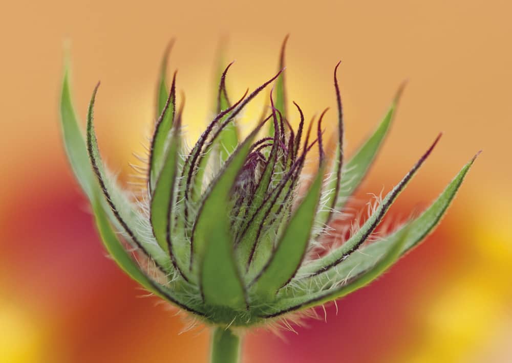 Nr.13 Kokardenblume, wieder lieferbar !