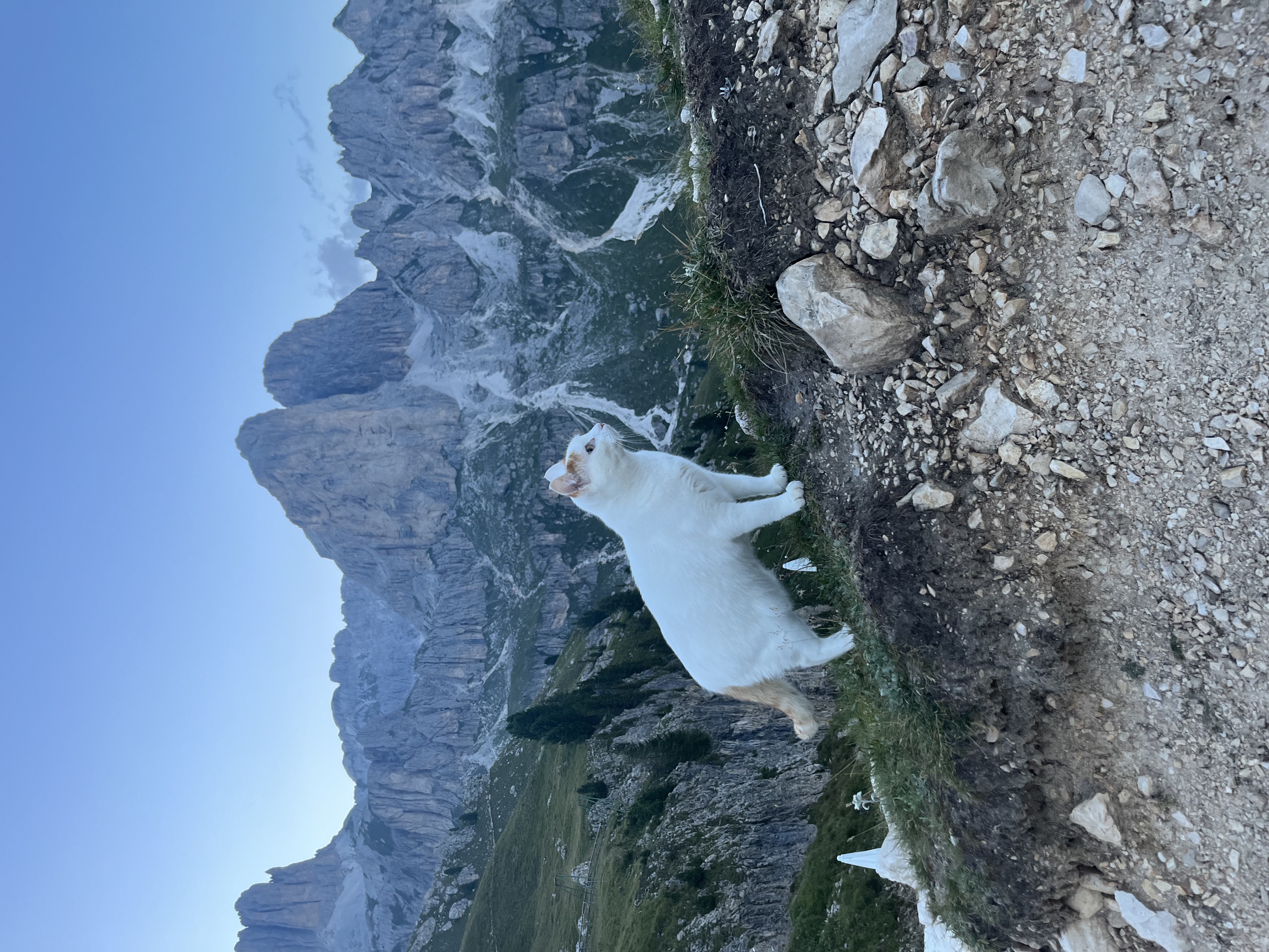 mountain-climbing cat