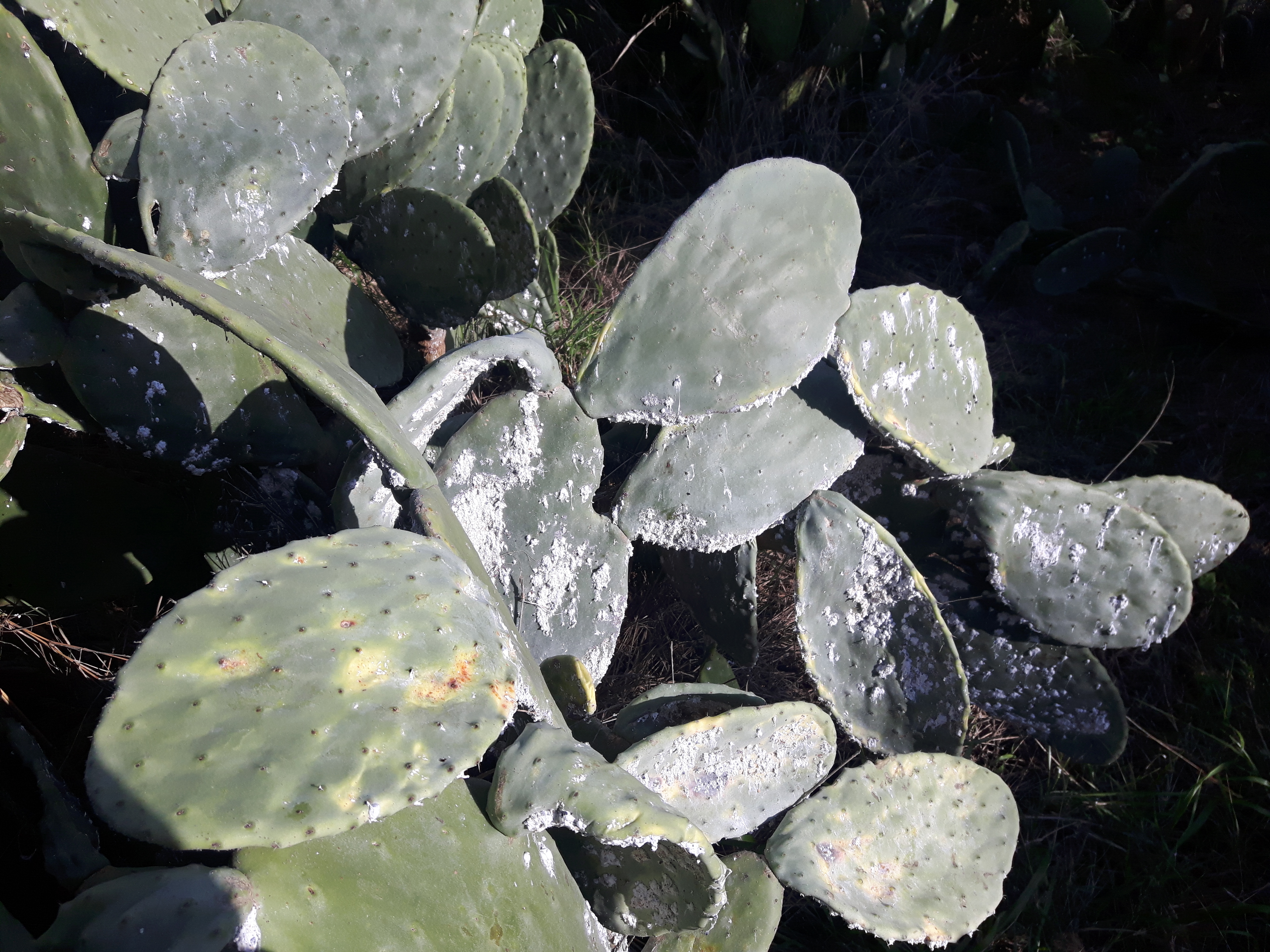 Prickly pear infested with cochineal
