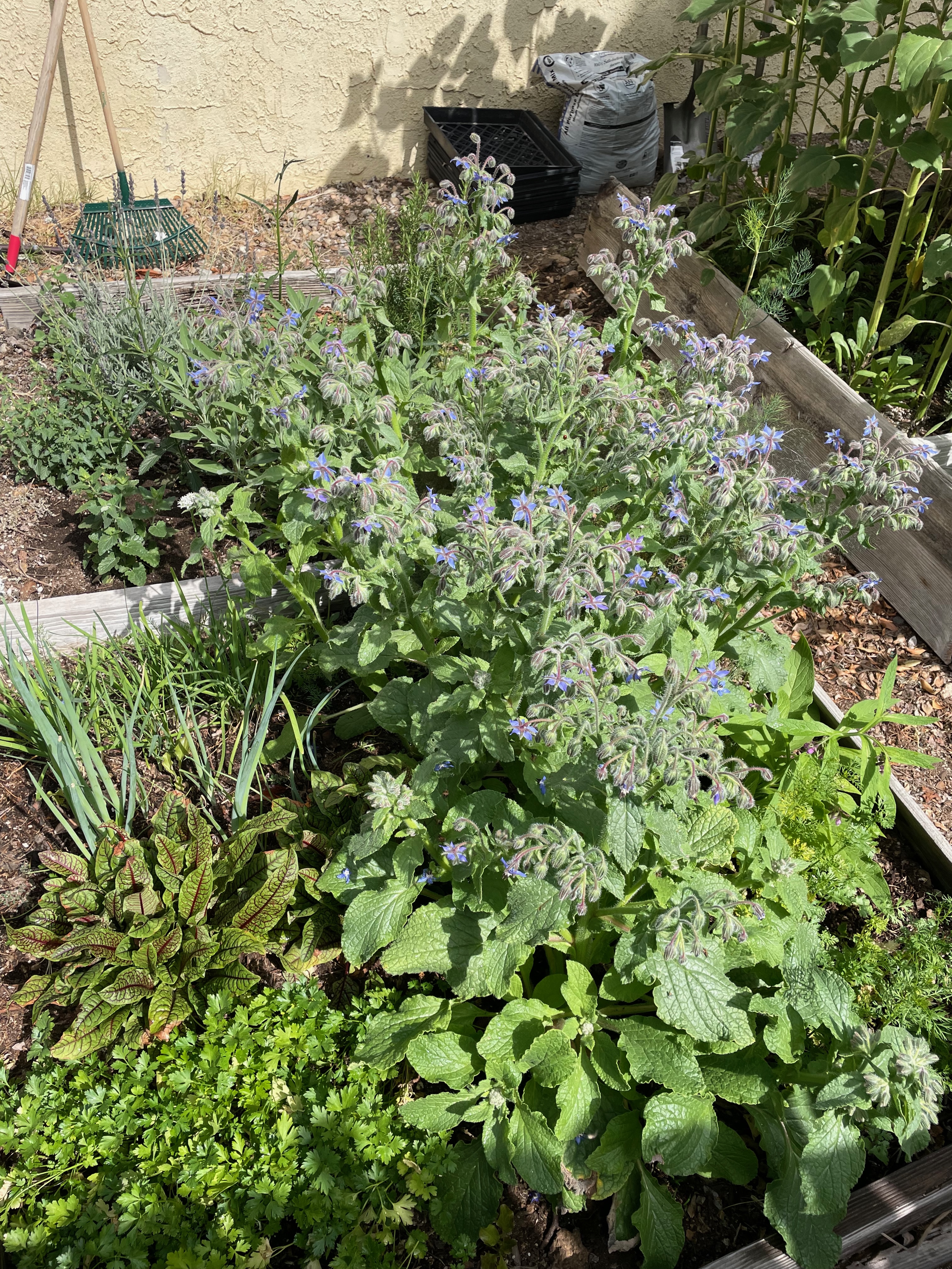 Garden For Thom, 2022-present