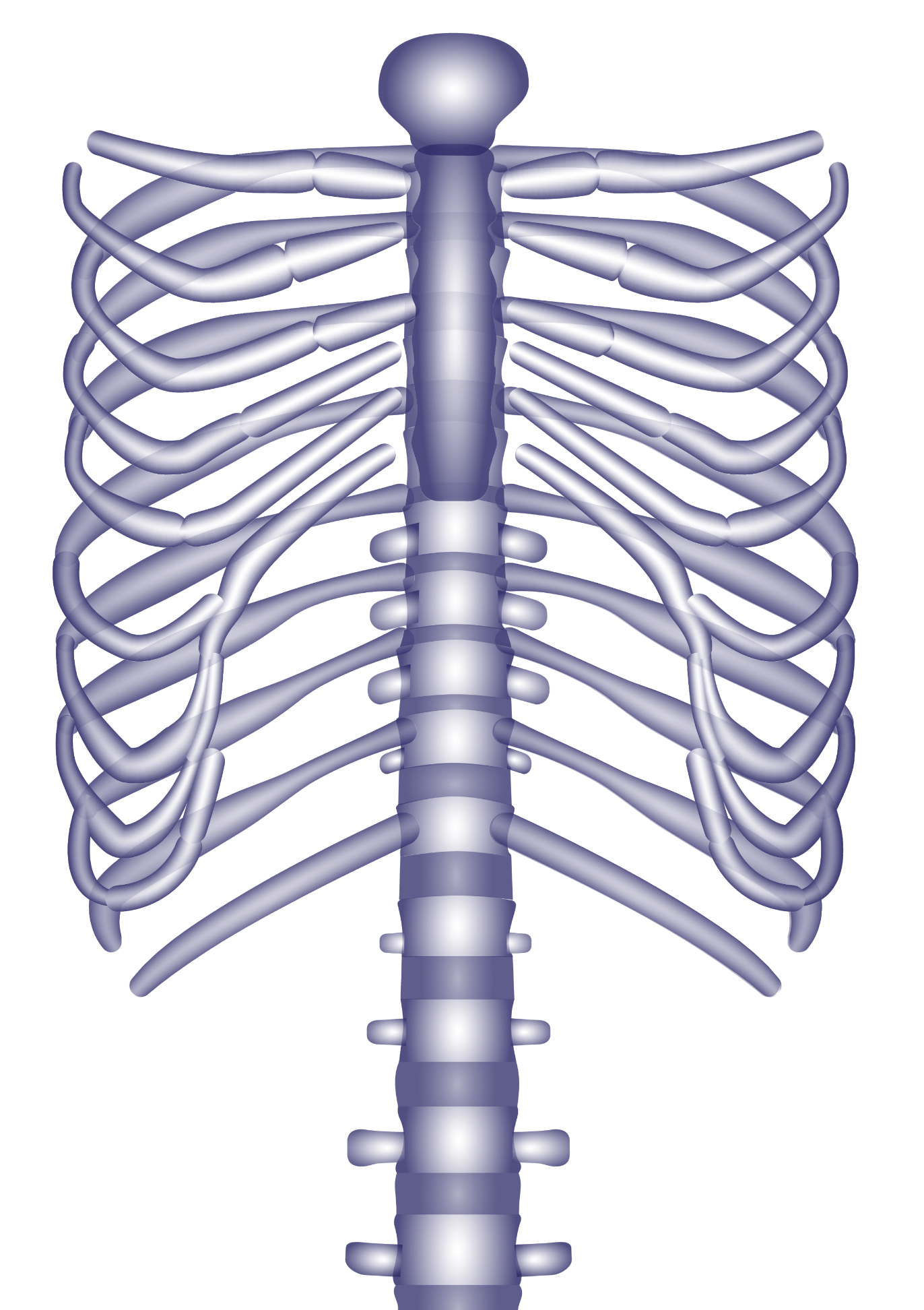 Ribcage, digital drawing - Medical illustrations for an endocrinologist