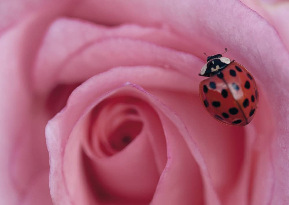 Nr. 020, Glücksrose