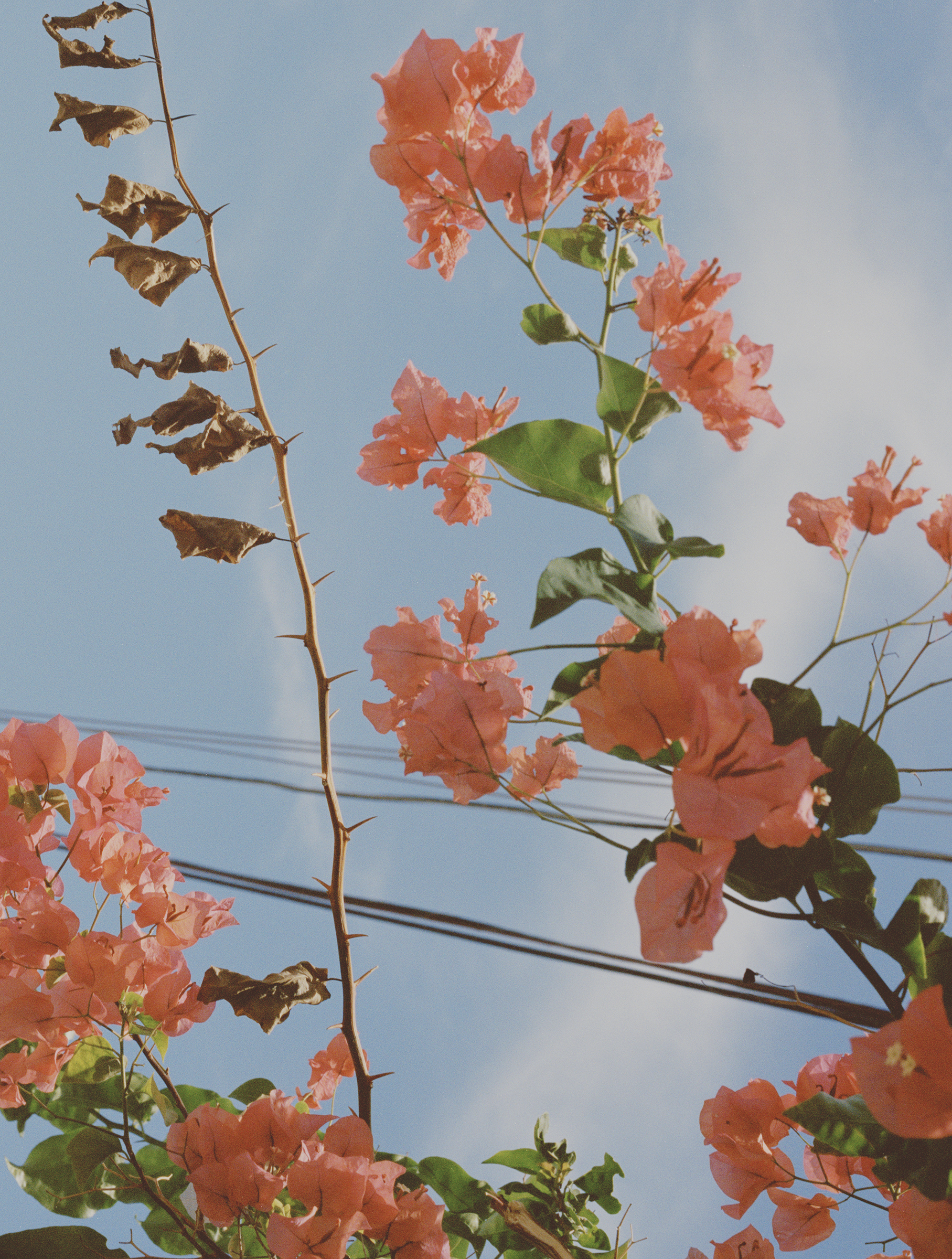 Miami Textures. (4/6)