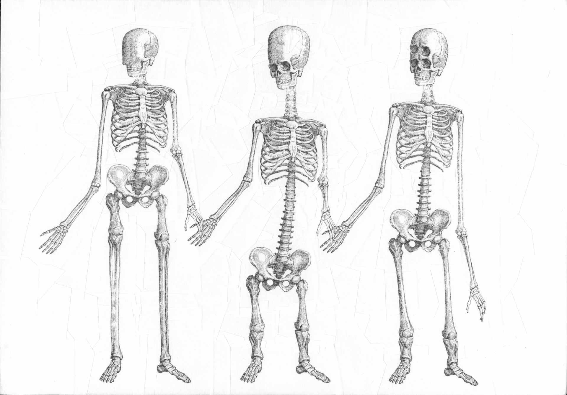 Three Skeletons, 2011, 11.6 x 8.2 inches