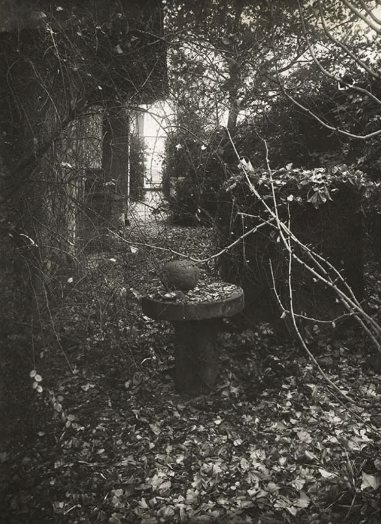 Josef Sudek, Rothmayerova zahrada, Fotografie: UPM